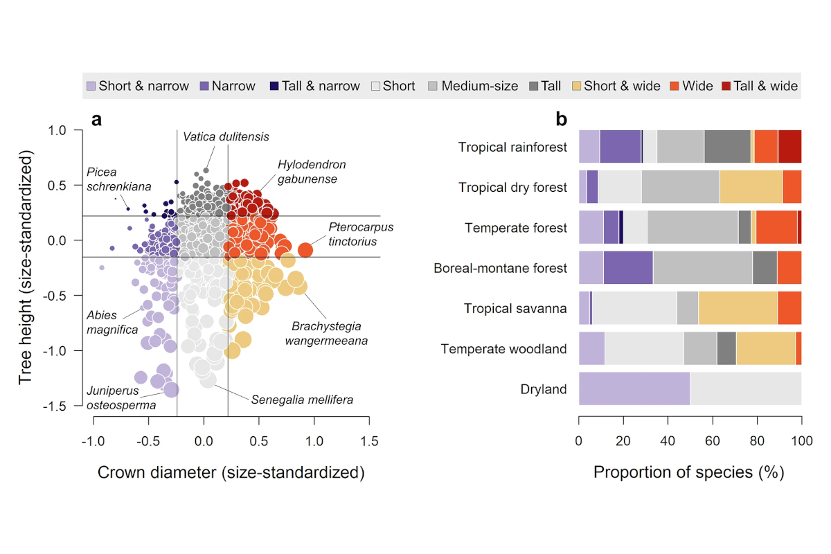 The global spectrum of tree crown architecture