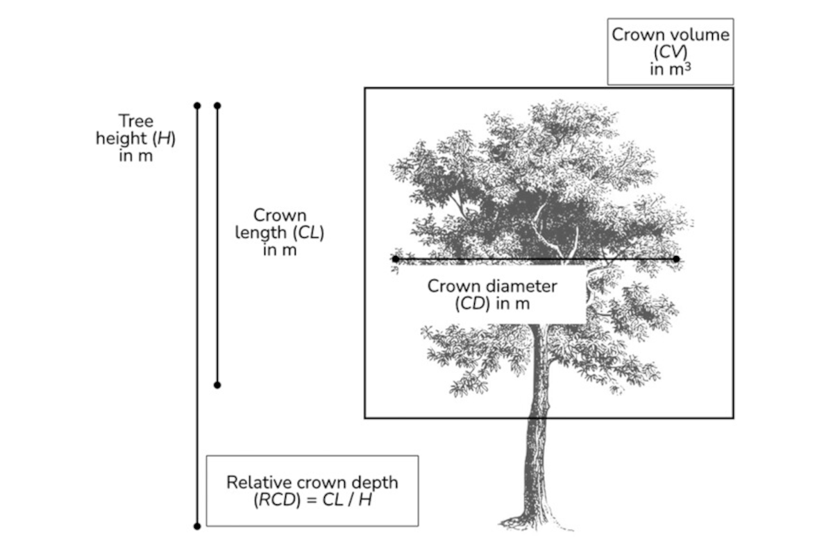 Shade tolerance controls the spectrum of crown sizes and its response to local competition across European and North American tree species – implications for light interception strategies