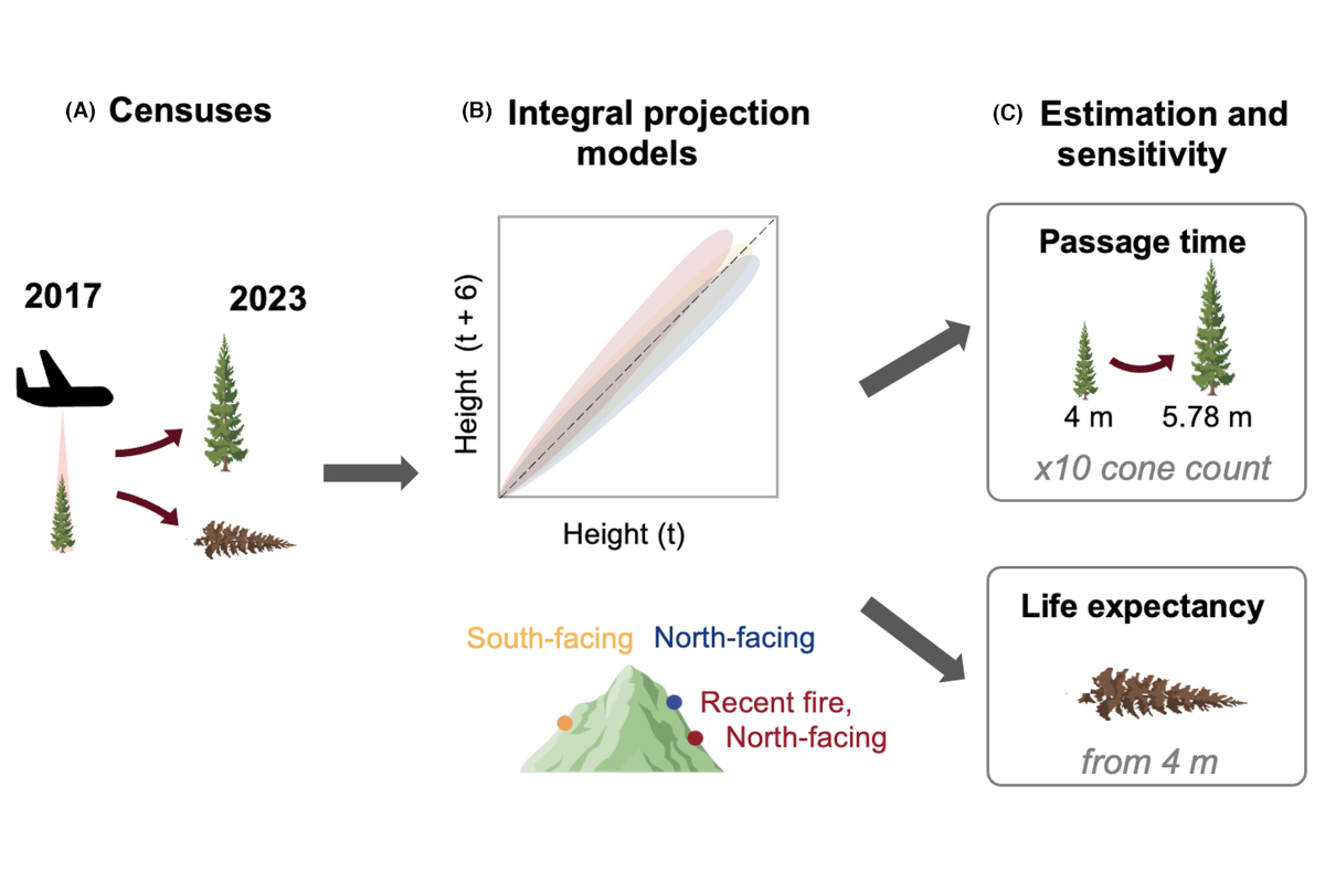 Hyperspectral species maps and LiDAR-based structured population models show future forest fire frequency may compromise forest resilience