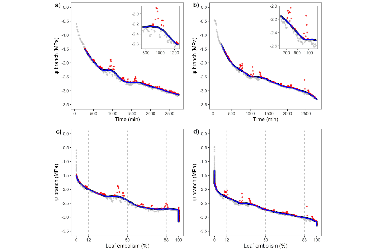 Water released from vessel embolism may temporarily halt further embolism in tropical dipterocarp trees