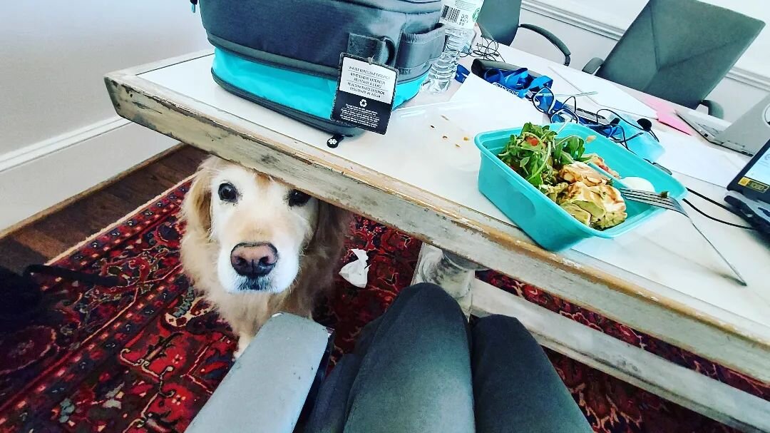 The variety of work spaces for mobile Interpreters who adore animals as much as I do can be so rewarding!

#officebuddy #mediationdoggie #officemascott #aimlitlovescats #aimlitlovesdogs #aimlitlovesanimals #funworkspace #ilovemycareer #conferenceinte