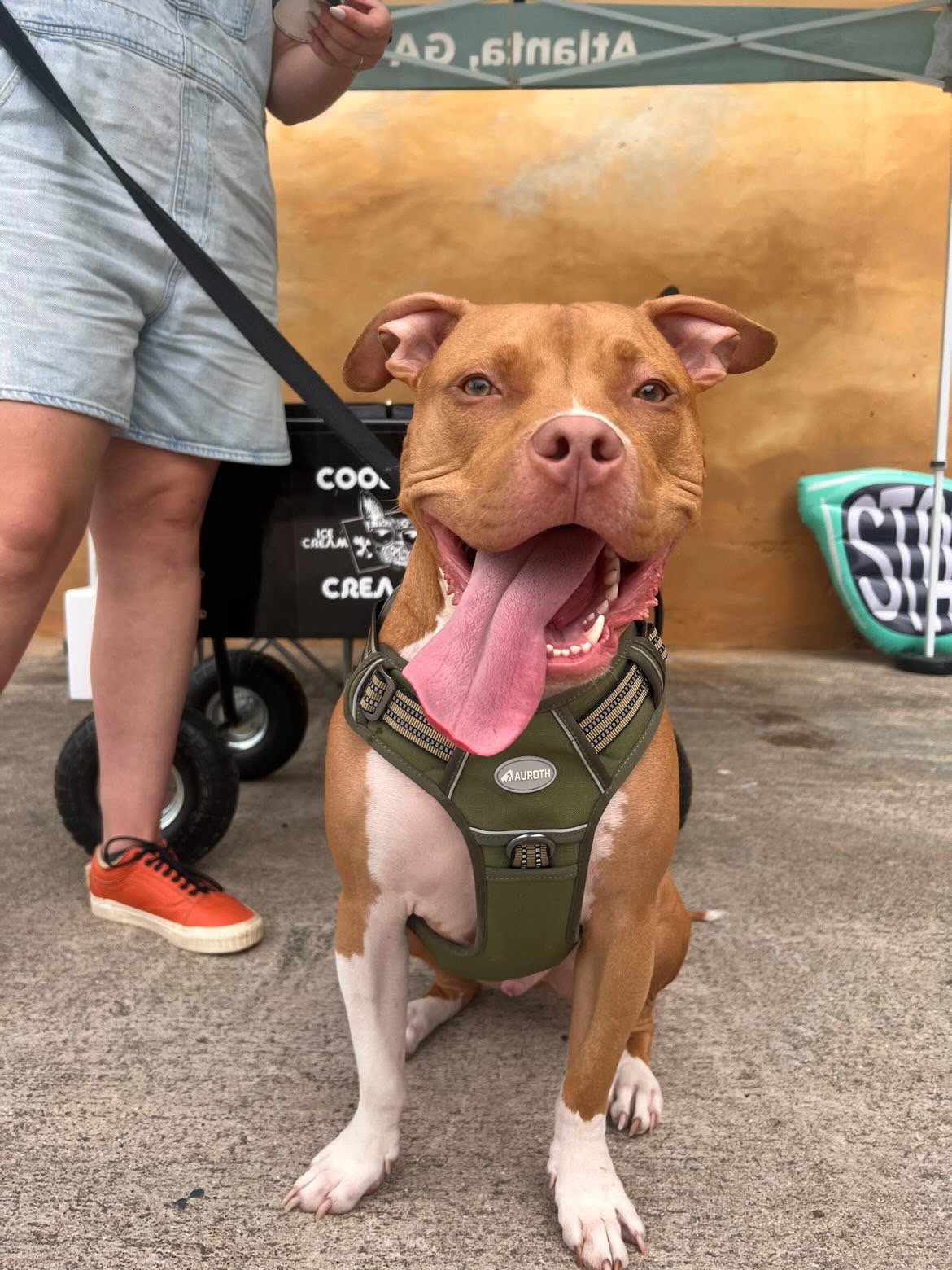 Pup-Approved Spots in Atlanta: Your Ultimate Guide