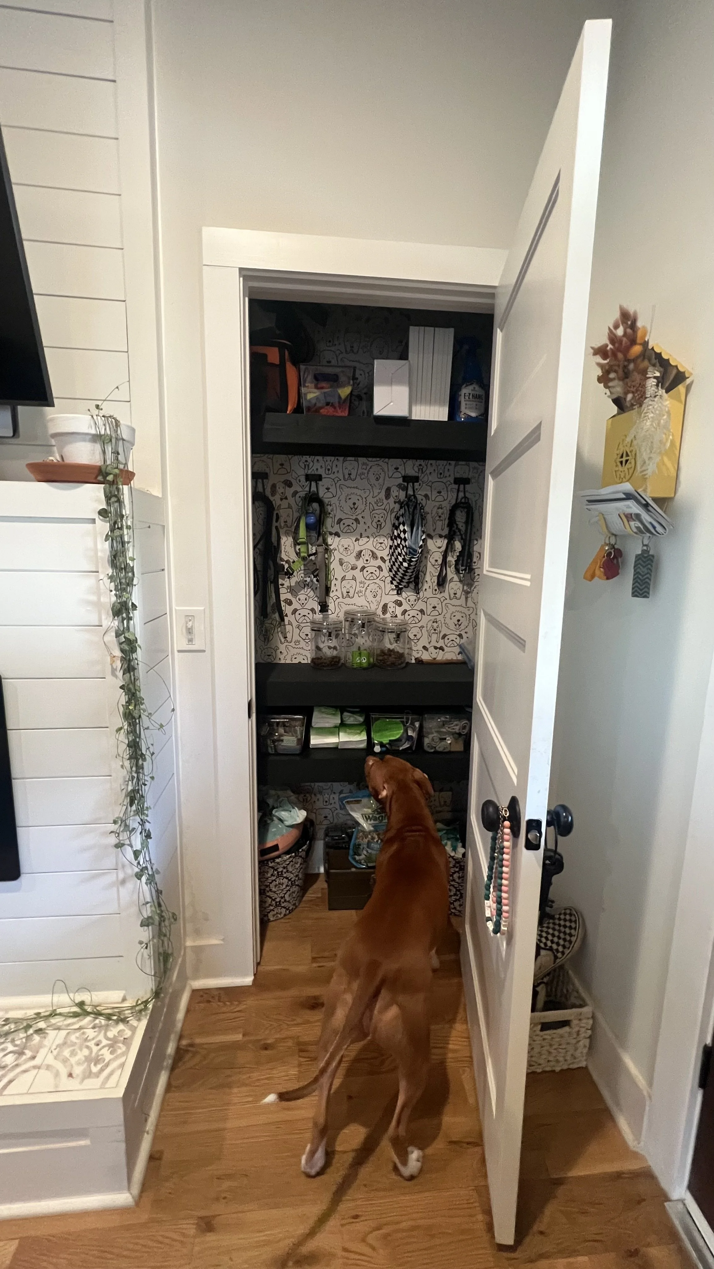 How I Built My Dogs Their Own Mini Closet (Because… Obviously They Needed One)