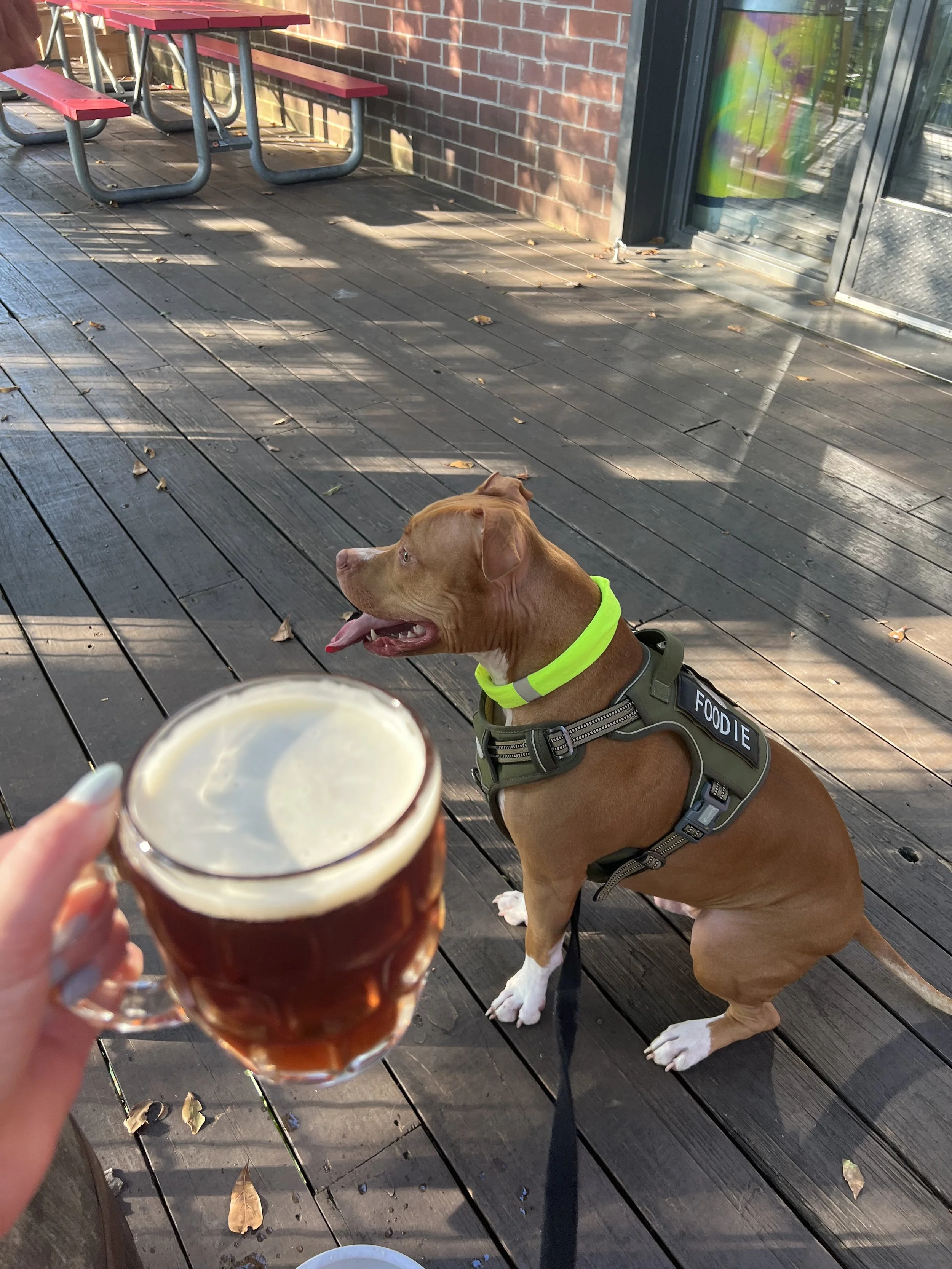 🍺 Georgia Beer Day in Atlanta: Breweries Worth the Hype