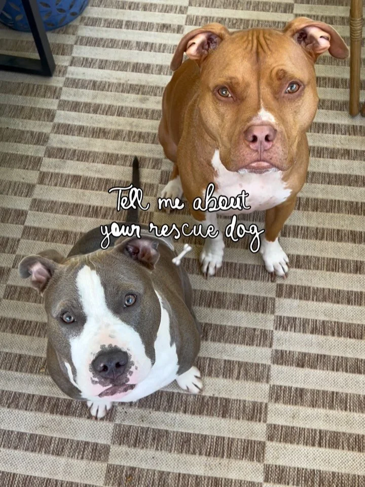 Rescue dogs really said:
&ldquo;I&rsquo;ve been through a lot&hellip; anyway here&rsquo;s my personality disorder&rdquo; 😭🐶

Tell me your rescue lore 👇

&amp; happy (almost) national rescue dog day to the tiny weirdos running our lives! 

Hug your