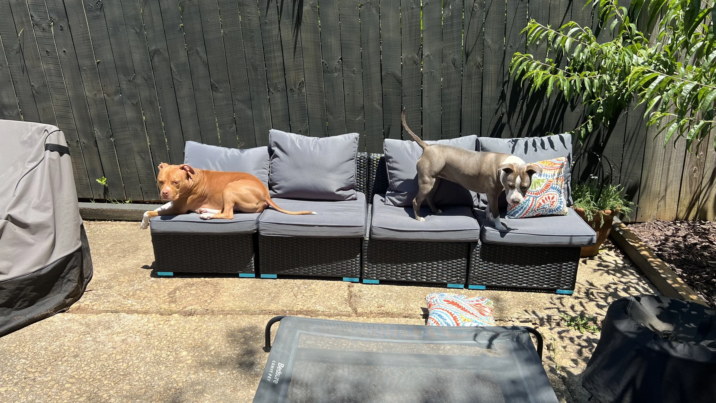 Backyard Delulu Glow-Up, Part 2