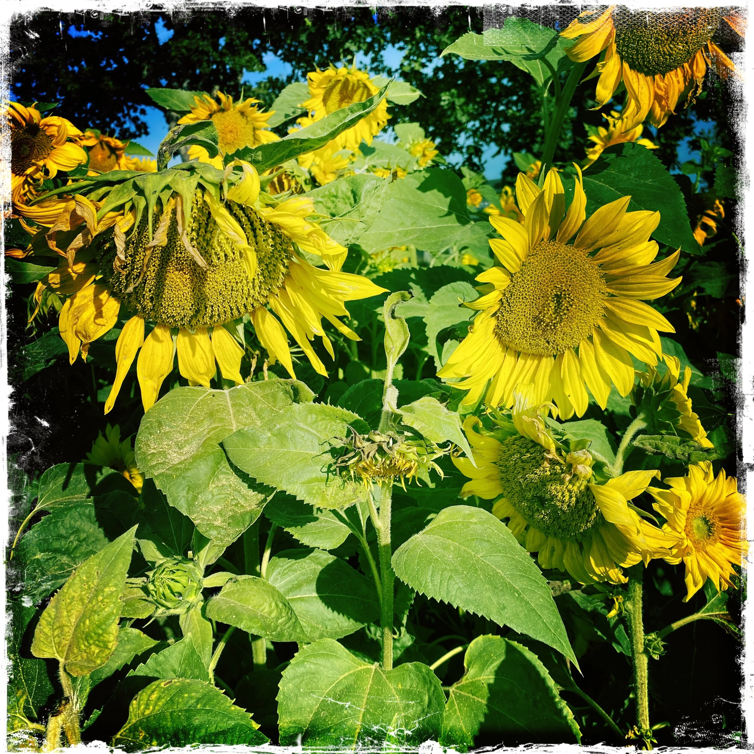 sunflowers!!!!
