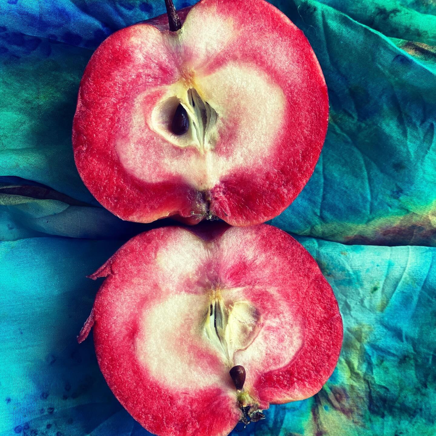 Look at my amazing apples. Bought this little tree last year because of the wonderful pink blossoms- this is the first year we have had fruit, so I sliced one open ( we only have about six apples so these are precious!!) and look! Rosy pink on the in