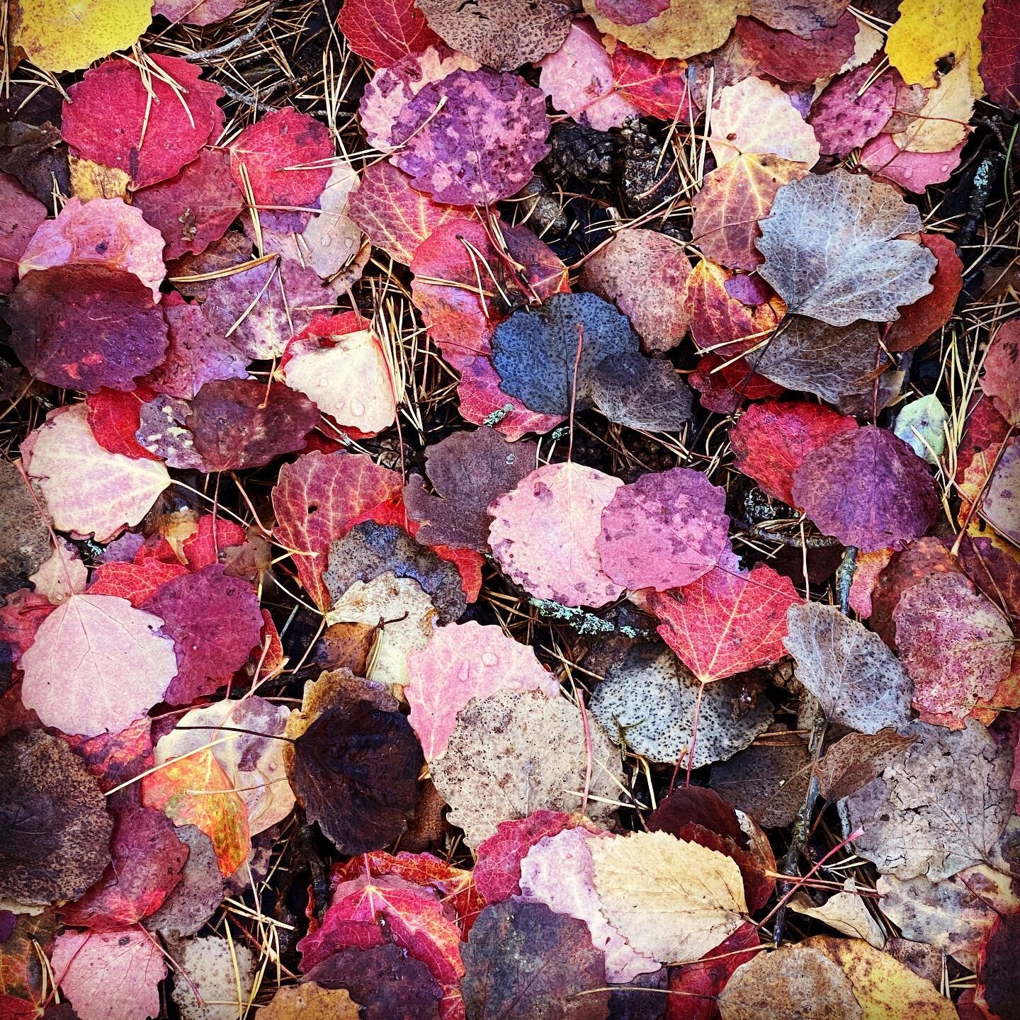 I was persuaded to go for a walk in the forest by @peterkarlgustav - but I kept finding inspiring leaves and fungi in patchwork patterns so it took AGES&hellip;! 😂🌳🍄🍂🍁#forestphotography #autumn #fungi #patchwork