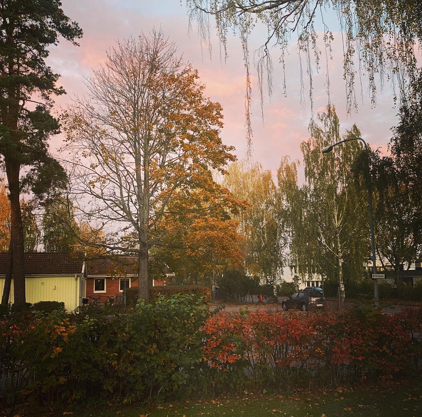 That pink light on the autumn trees, I love it! 🍁🍂🦩