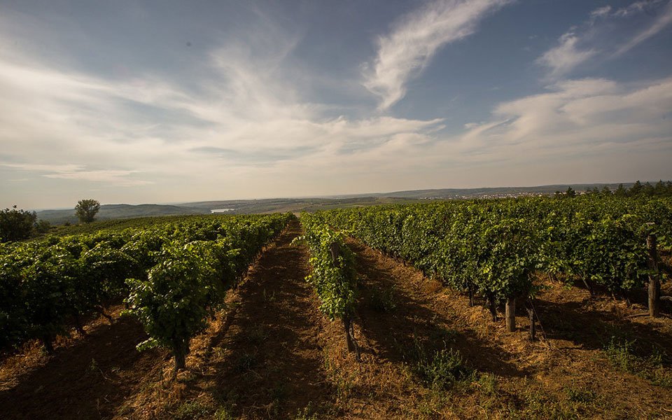 In Vino Veritas: Unearthing the Delicious Truth About Hungarian Wines