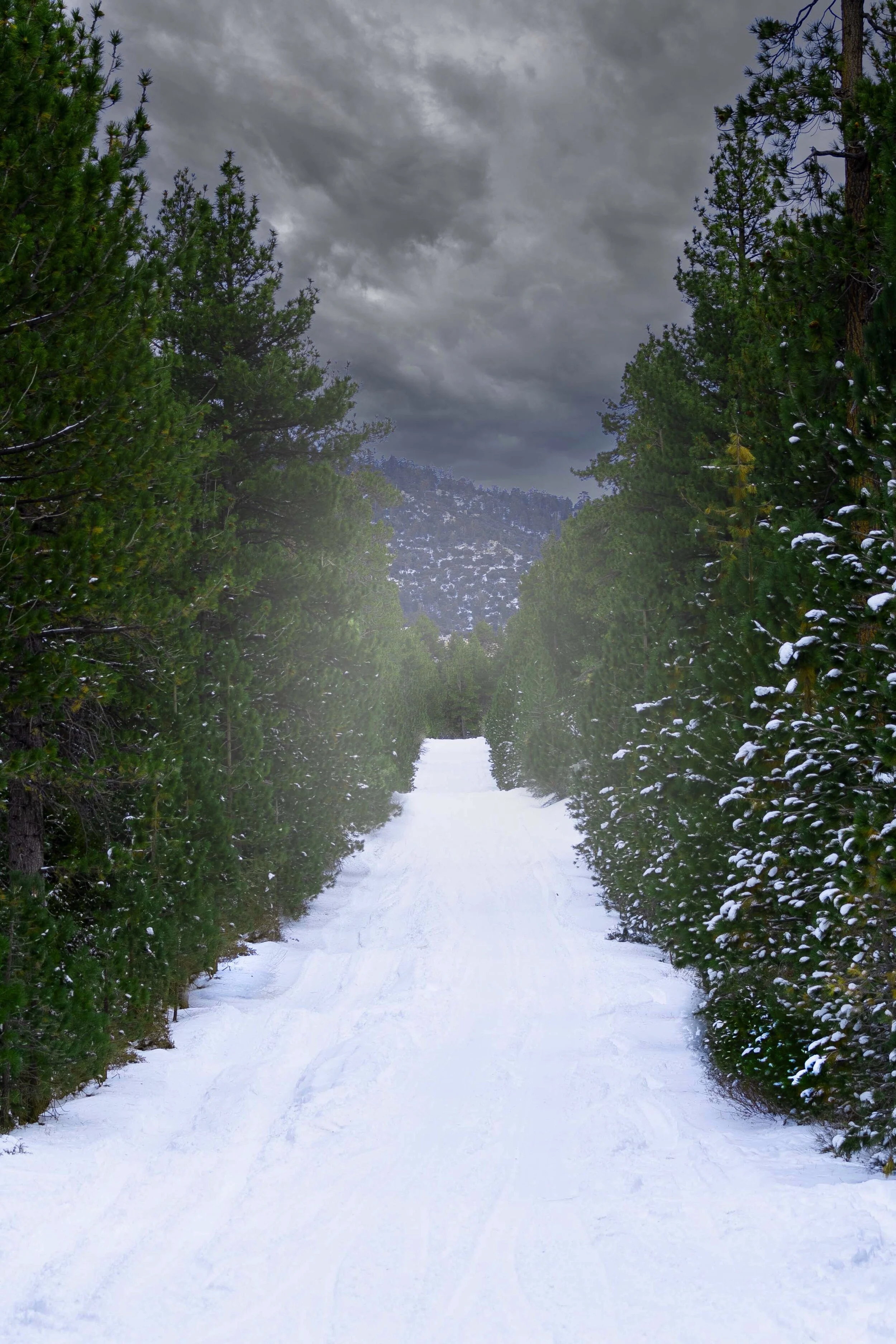 Image 1-5-21 at 8.51 PM.JPG