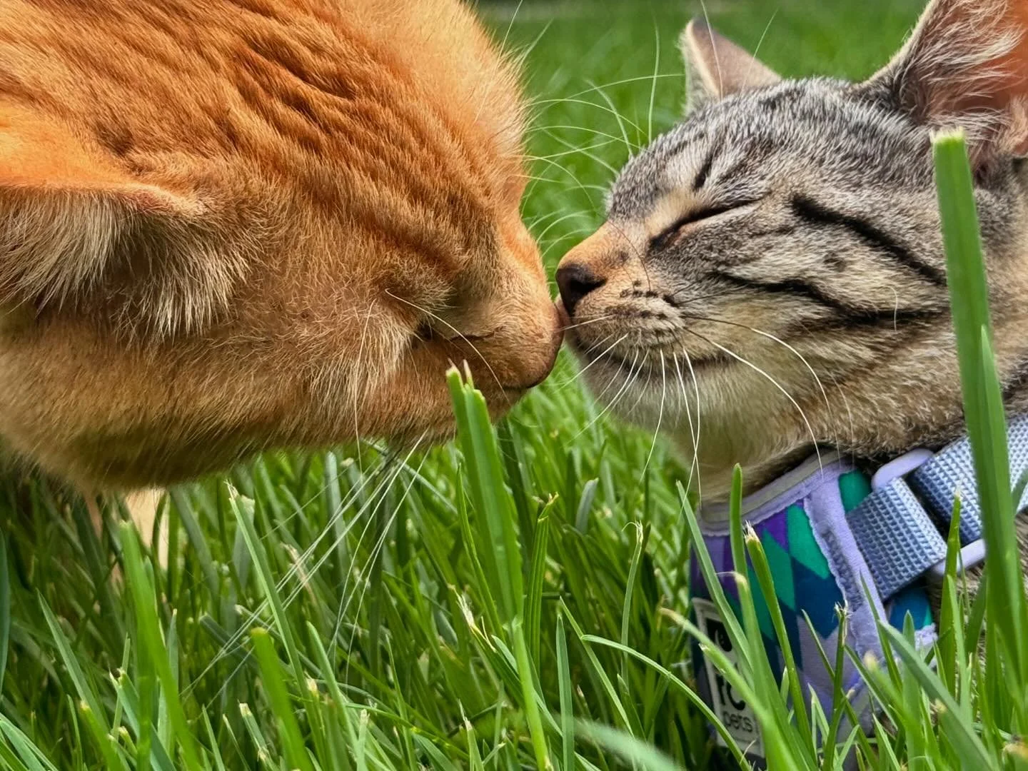 1) J&rsquo;ai toujours eu des allergies au chats mais l&agrave; c&rsquo;est moins pire.  Surtout avec mon b&eacute;b&eacute;.  2) J&rsquo;aurais jamais prendre autant de photos; faut croire que je suis devenu un &laquo;&nbsp;cat lover&nbsp;&raquo;. 3