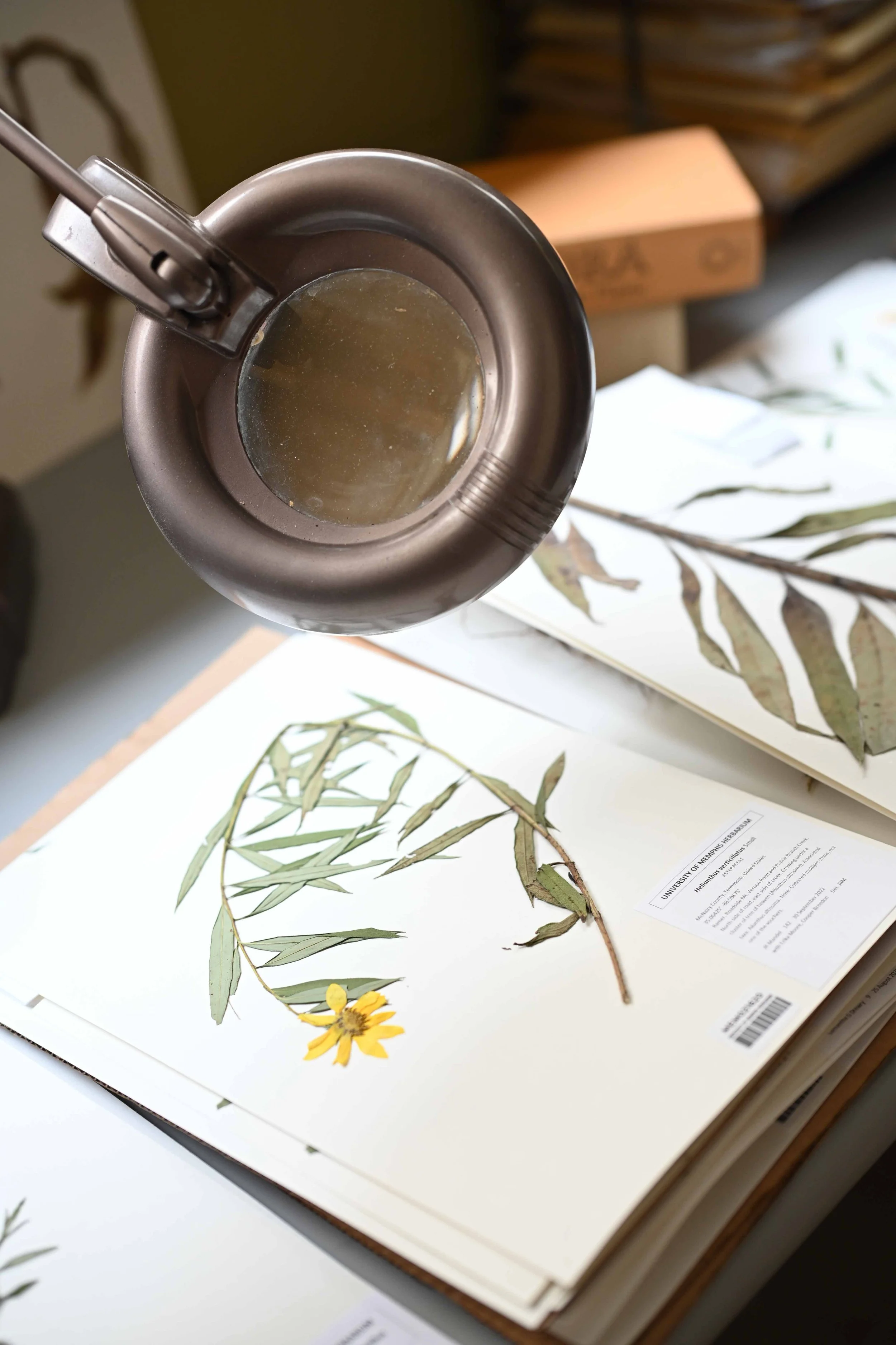 Dr. Jennifer Mandel_Sunflowers_20240911_WA_-0196.jpg