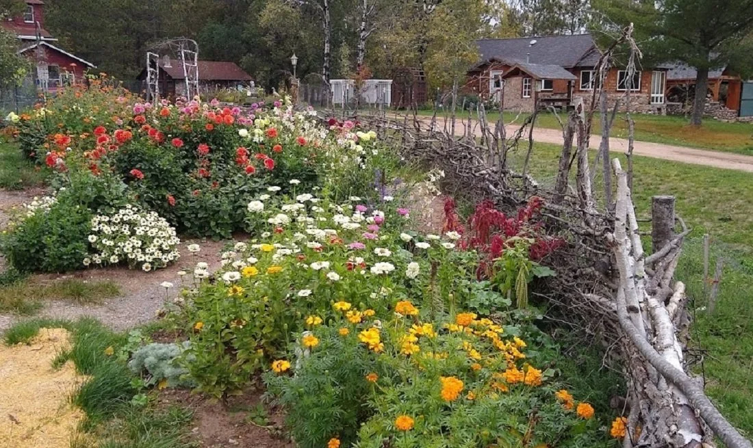 Dahlia Garden 2021 3.jpg