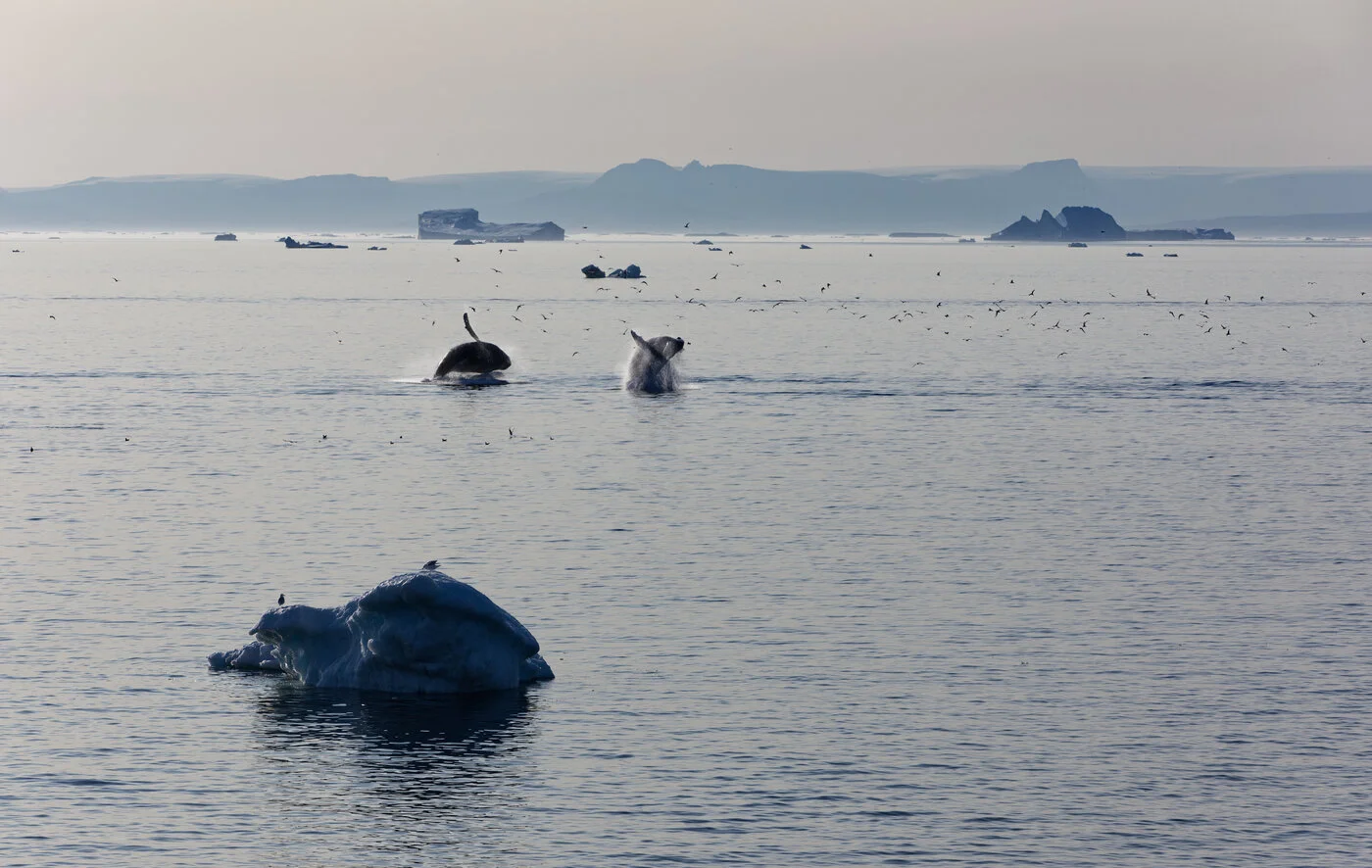 Humpback Whales Breaching - Greenland