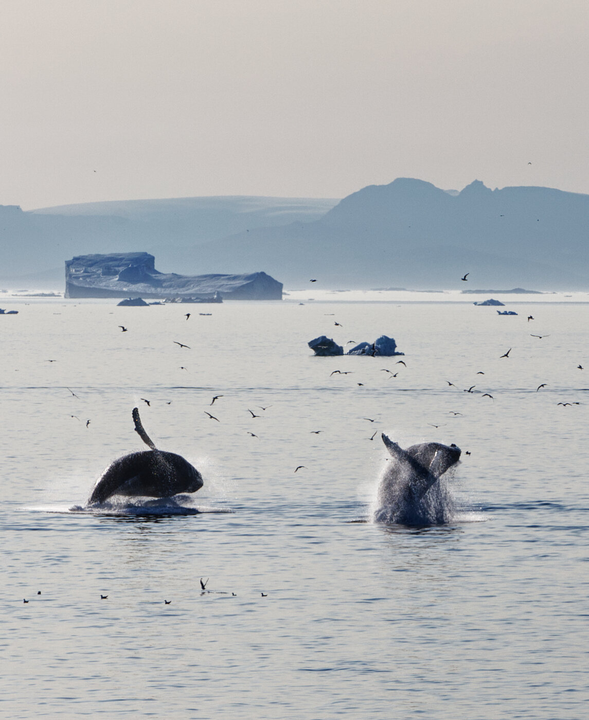Humpback Whales Breaching - Greenland