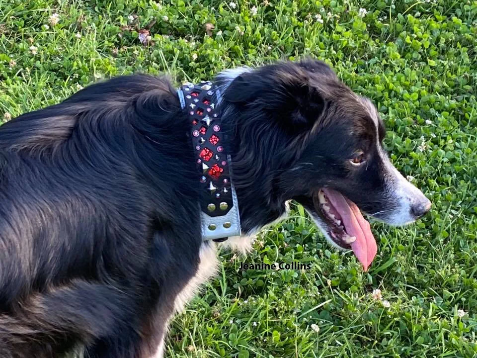 Classy Collar Company