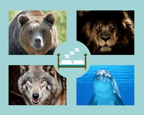Chronotypes: How to Optimize Your Sleep and Productivity