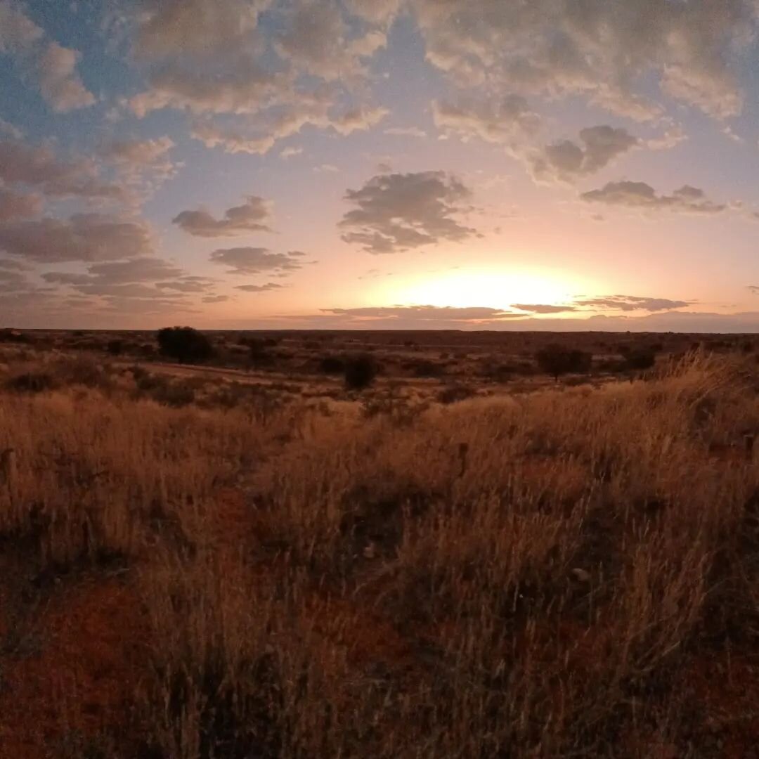 Day 4 and just keep falling more and more in love with Kgalagadi and all the beauty that comes with being in nature. 

#kgalagadi #kgalagaditransfrontierpark #nature #naturelovers #stayandwander #liveforthestory #sanparks #holiday #sunrise @gomagsa @
