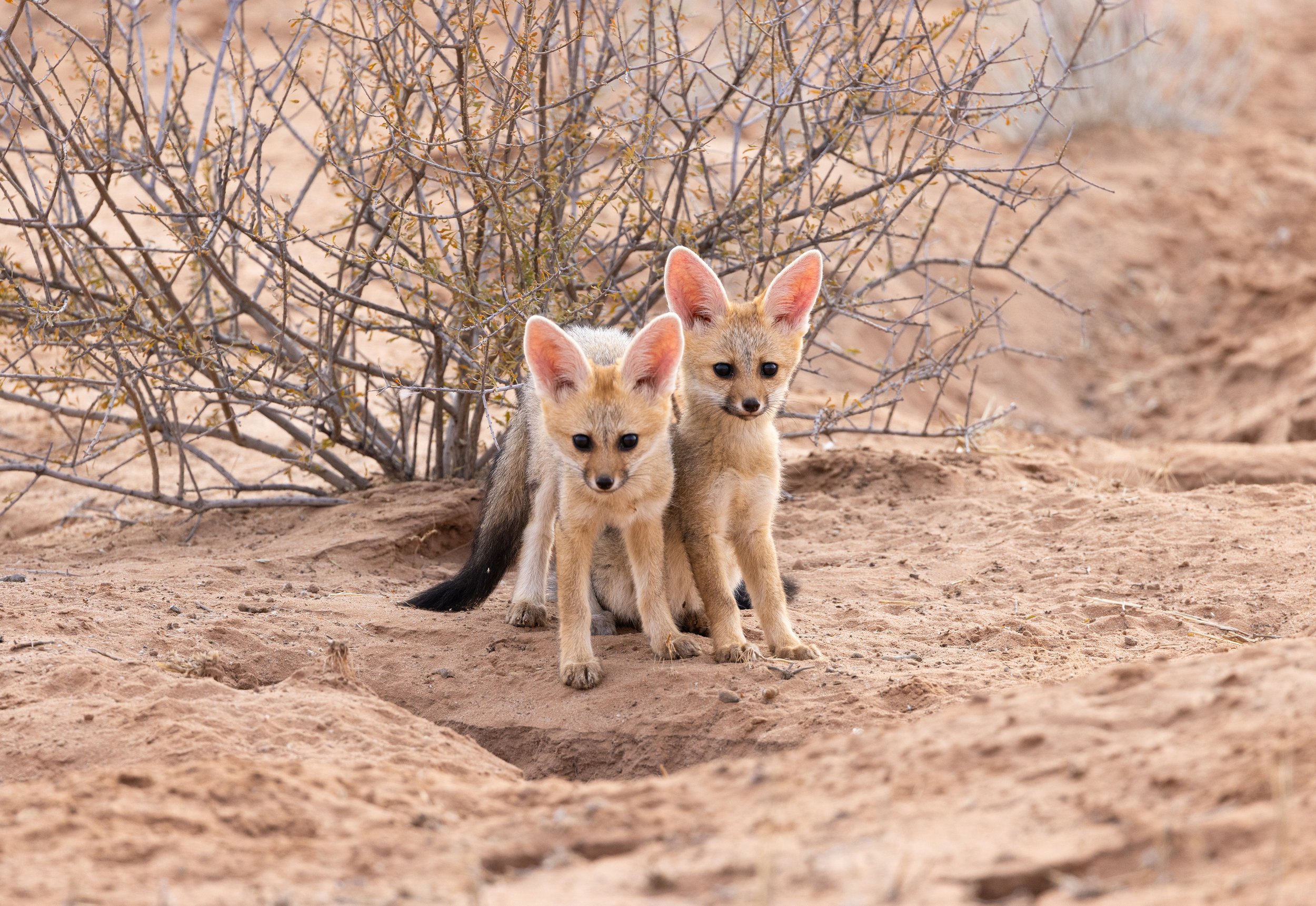 Wildlife Wednesday #2