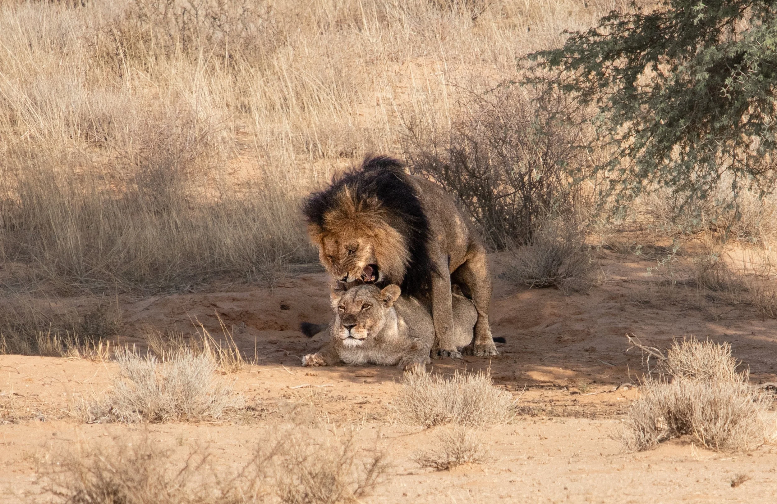 Mating Lions - Kgalagadi Transfrontier Park