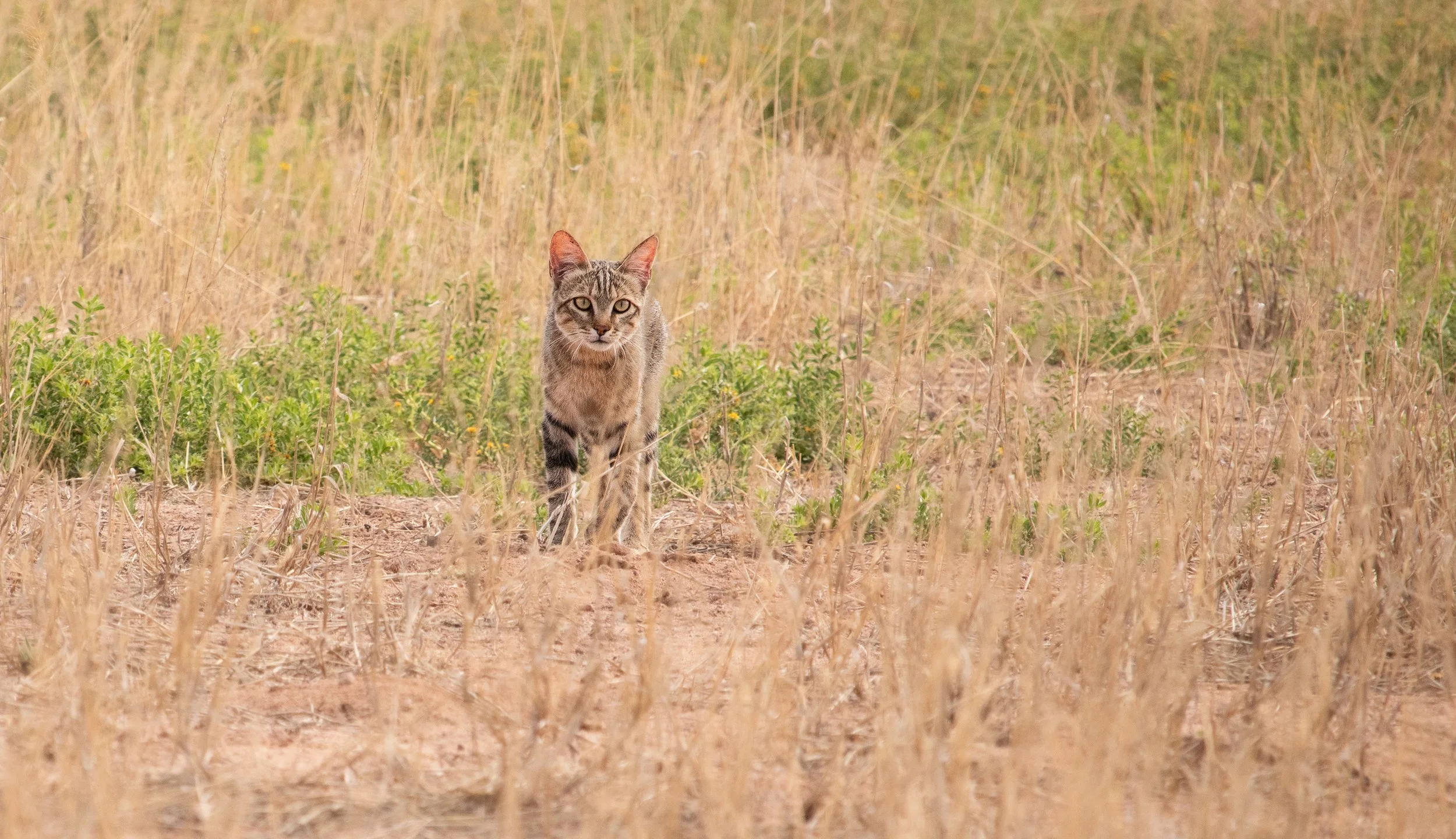 African Wild Cat - Kgalagadi Transfrontier Partk