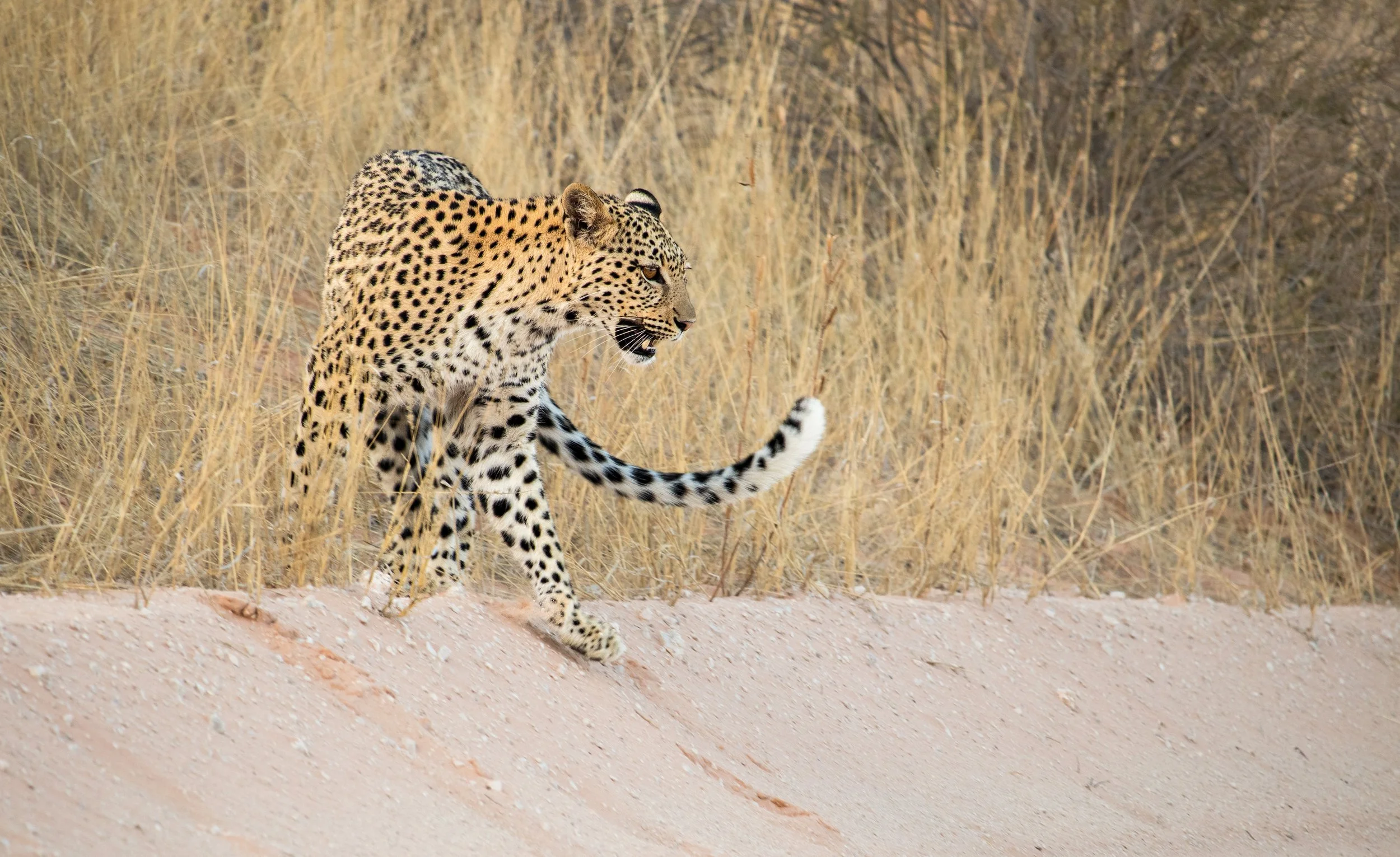 Leopard (L234) - Kgalagadi Transfrontier Park