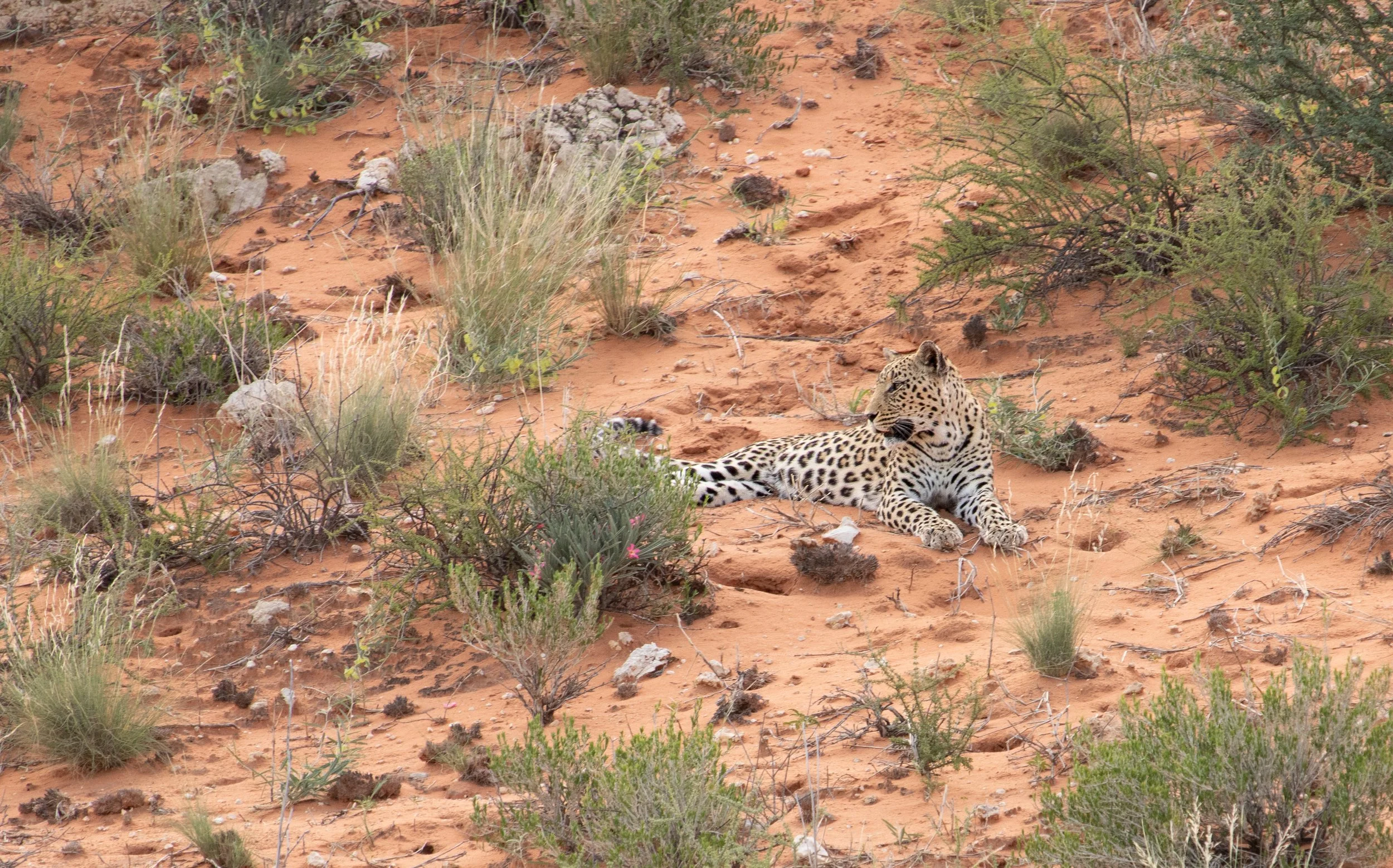 Female Leopard (Miera) - Kgalagadi Transfrontier Park