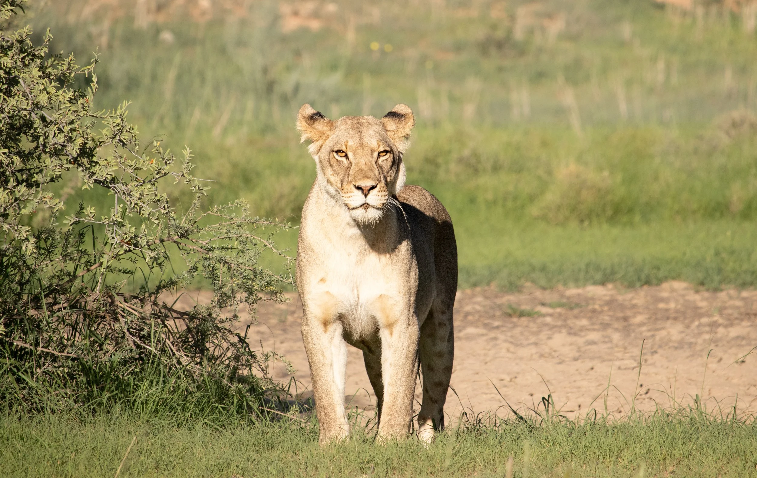 Lioness at Samevloeing Waterhole - Kgalagadi Transfrontier Park