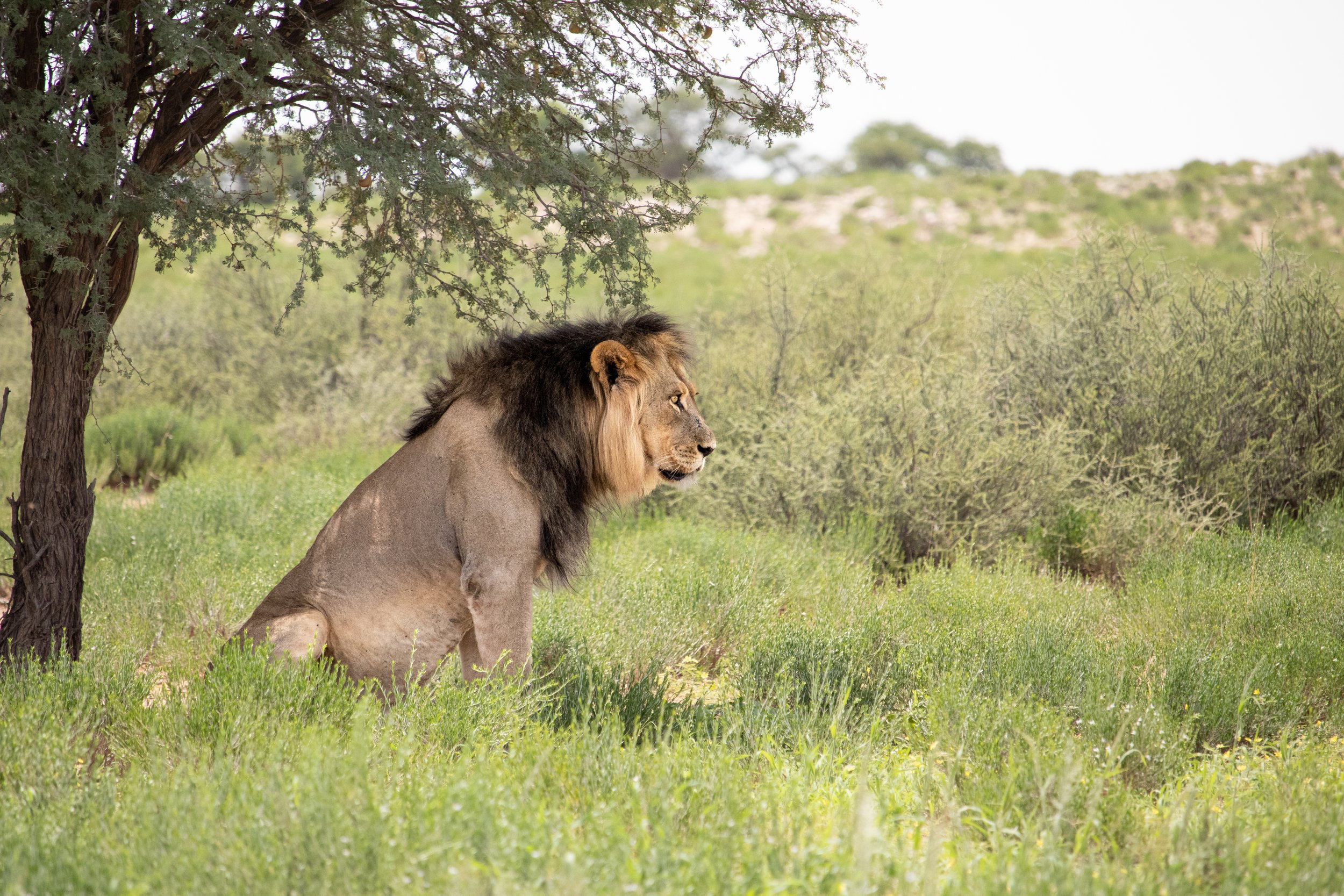 Male Lion (Tuftless) - Kgalagadi Transfrontier Park