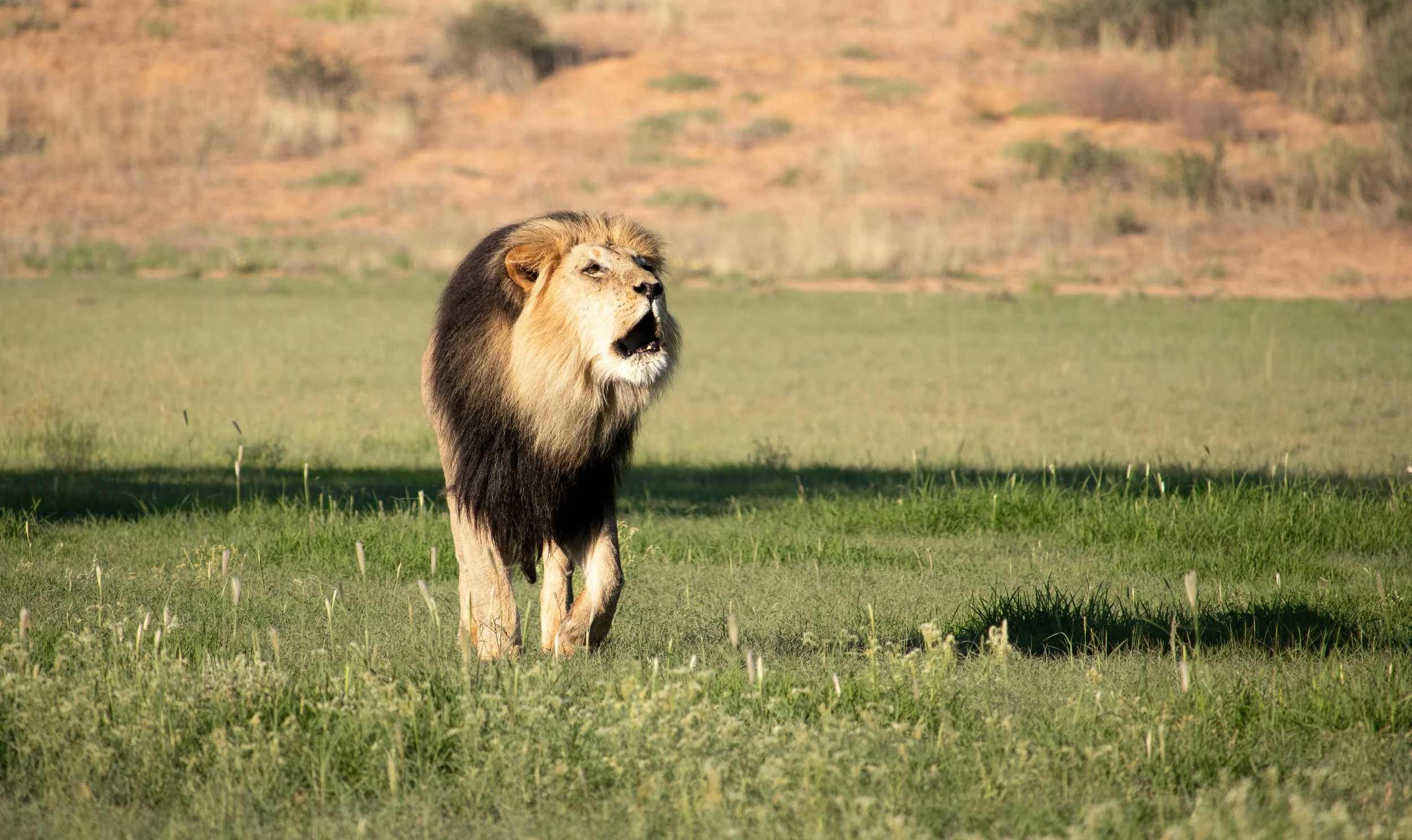 Roaring Magnifico - Kgalagadi Transfrontier Park