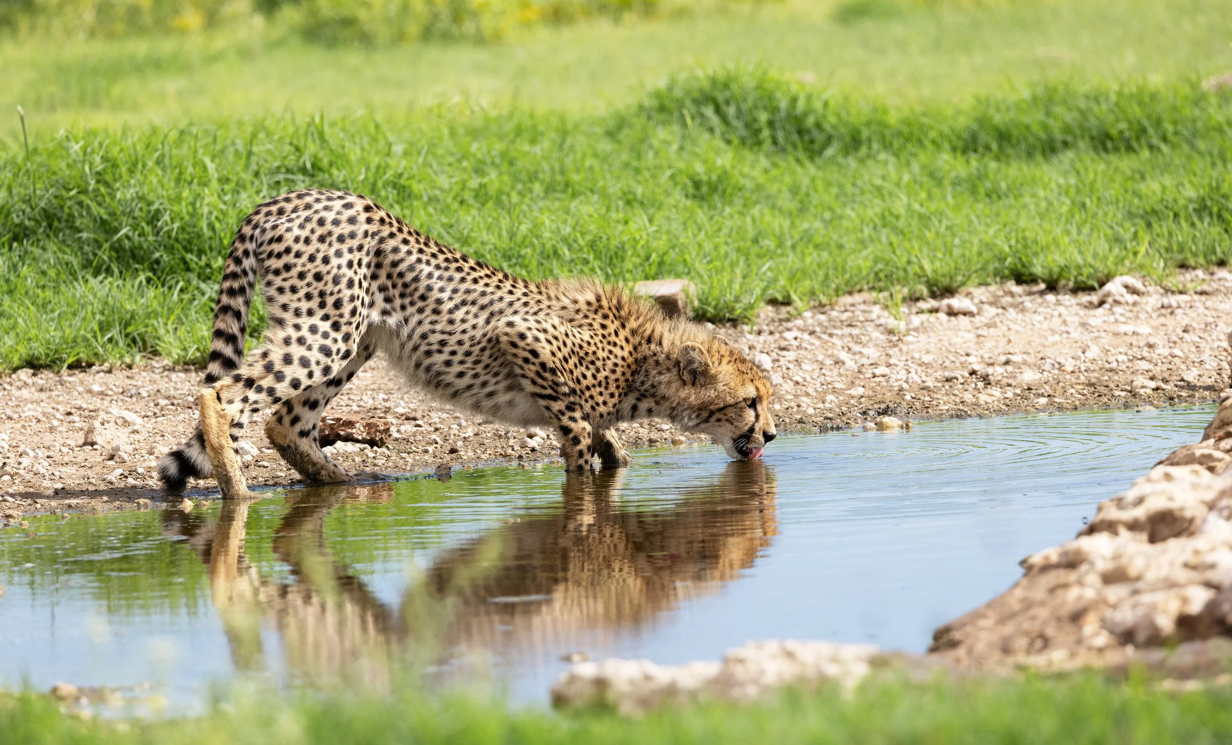 Young Cheetah drinking at Kij Kij - Kgalagadi Transfrontier Park