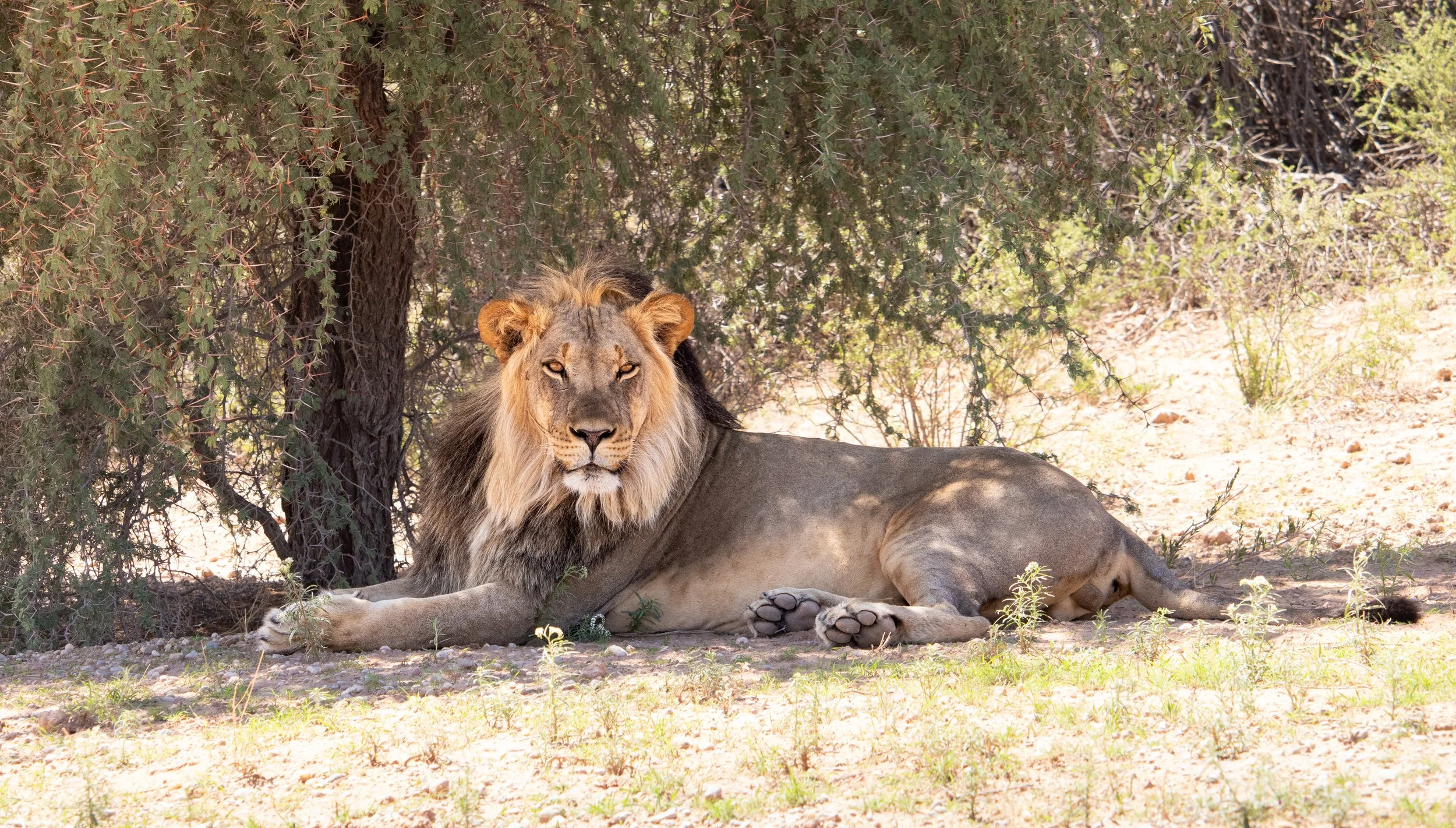 Male Lion - Mata Mata Riverbed, Kgalagdi 