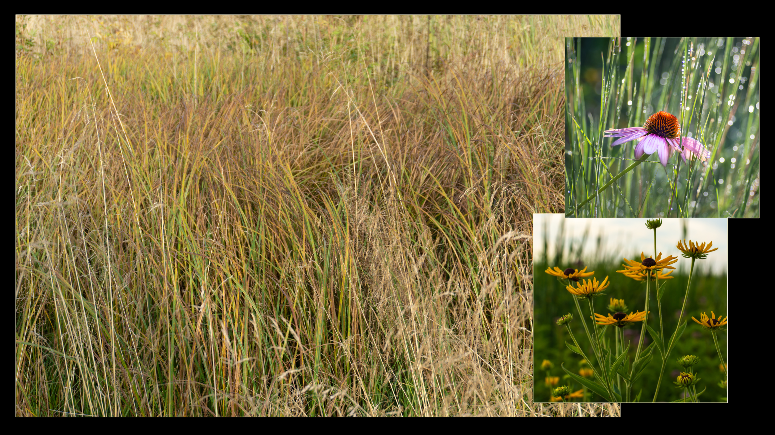 Little Blue Stem prairie grasses are representative of vegetation beneath and between rows of panels. Black-eyed Susan and Coneflower are representative of pollinators that will be included in the vegetation plan around the outside of rows and along fences of the facility.