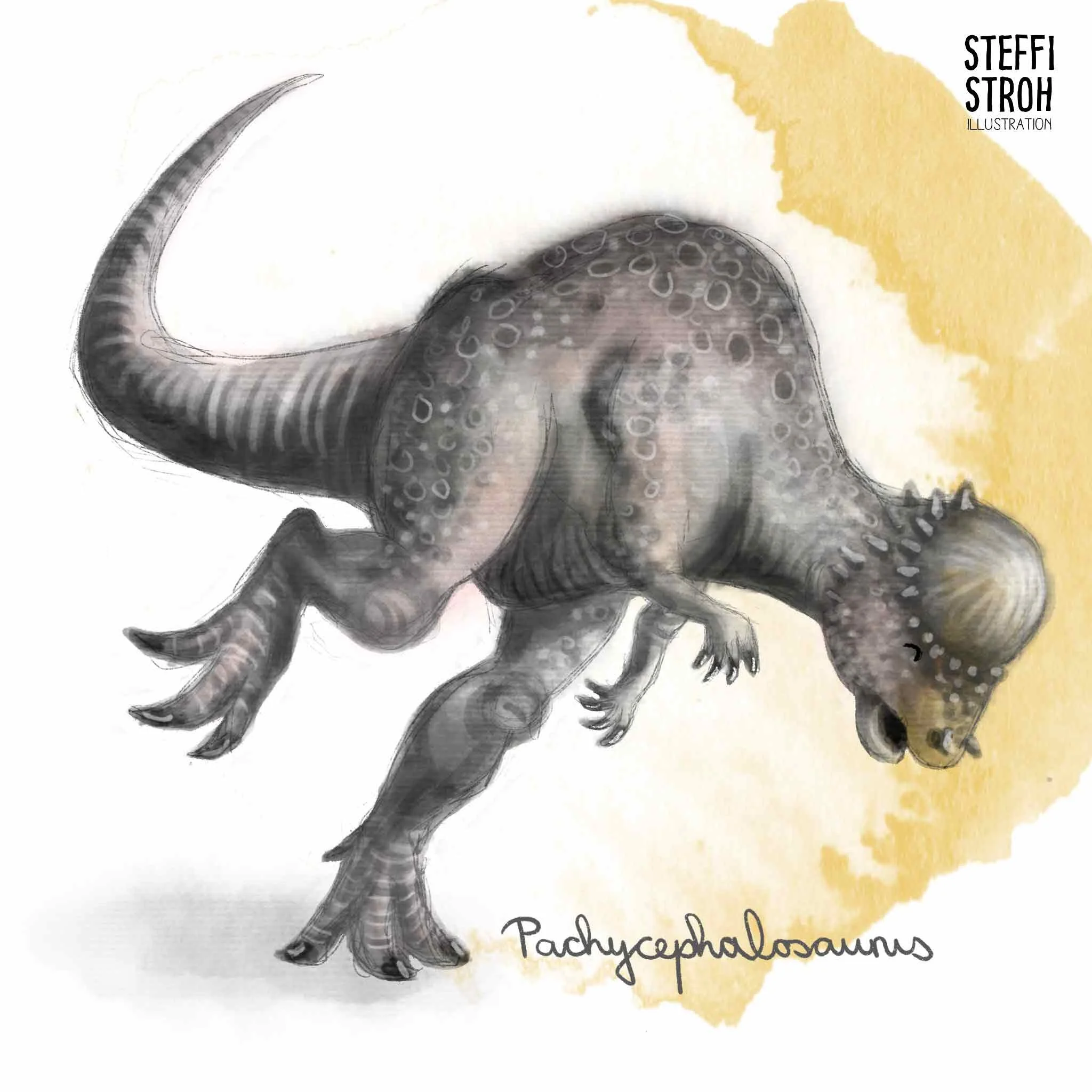 Steffi-Stroh_Pachycephalosaurus.jpg