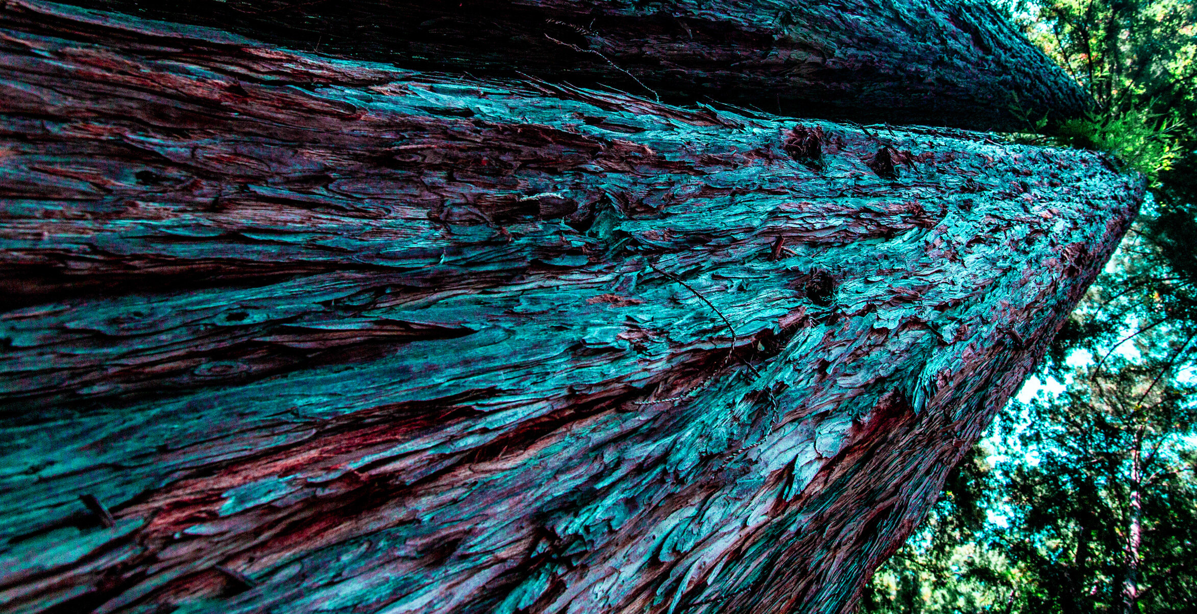 Russian river valley red wood green patina bark
