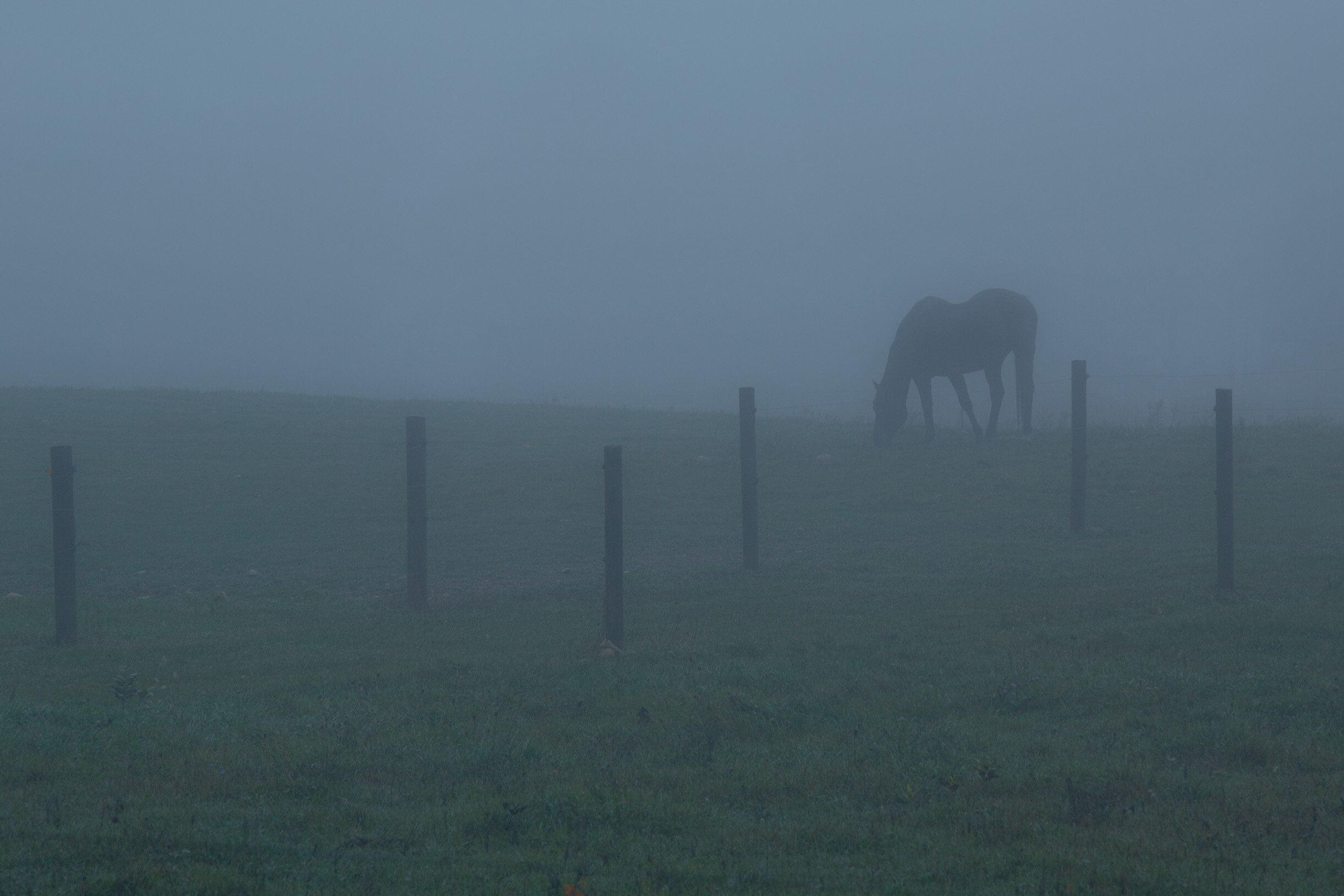 fogged field with horse in fence