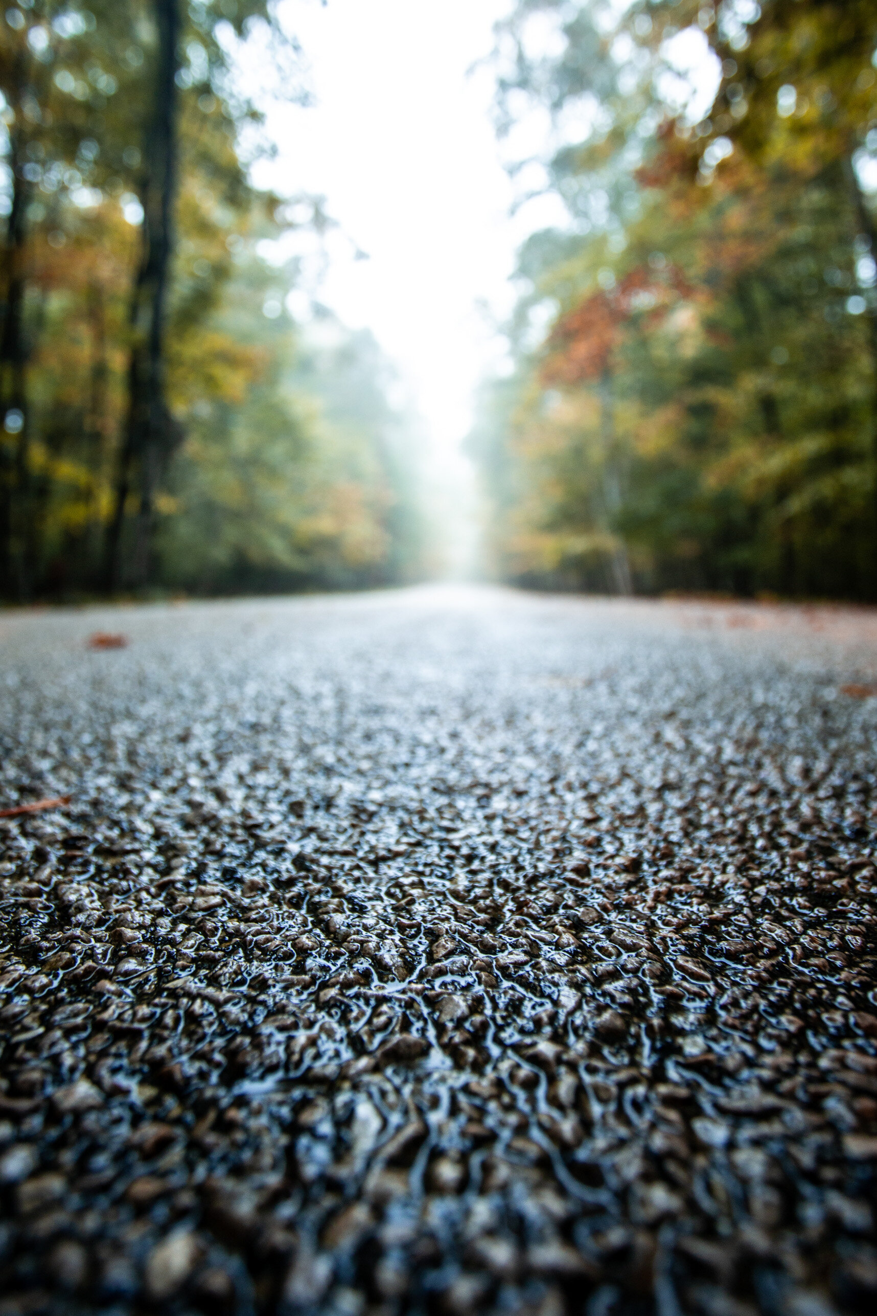 closeup road after rain bokeh trees