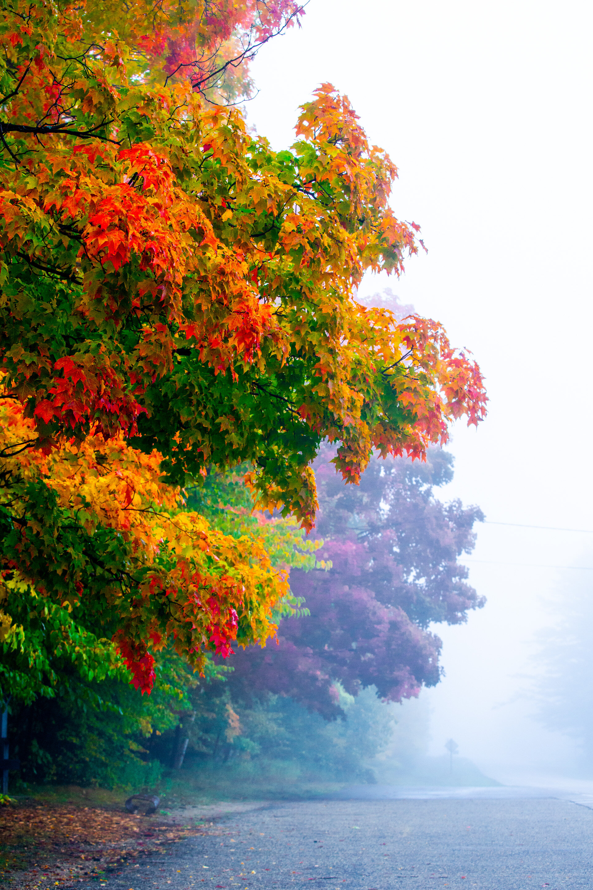 fall color maple tree in fog