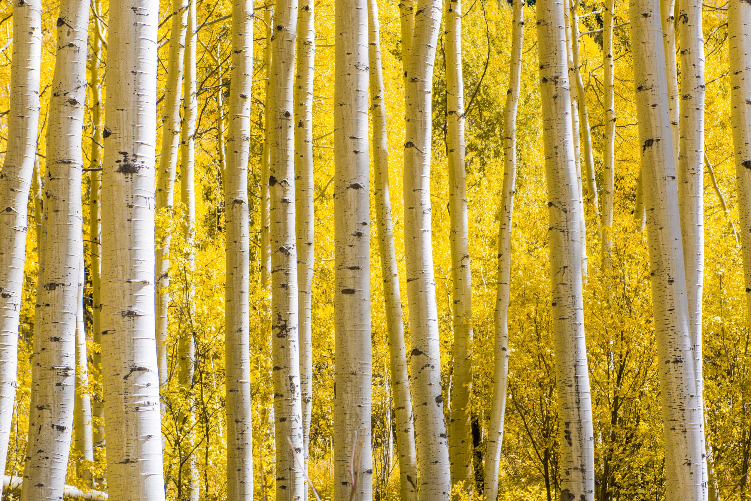 A dense forest of tall aspen trees with white bark and yellow autumn leaves.