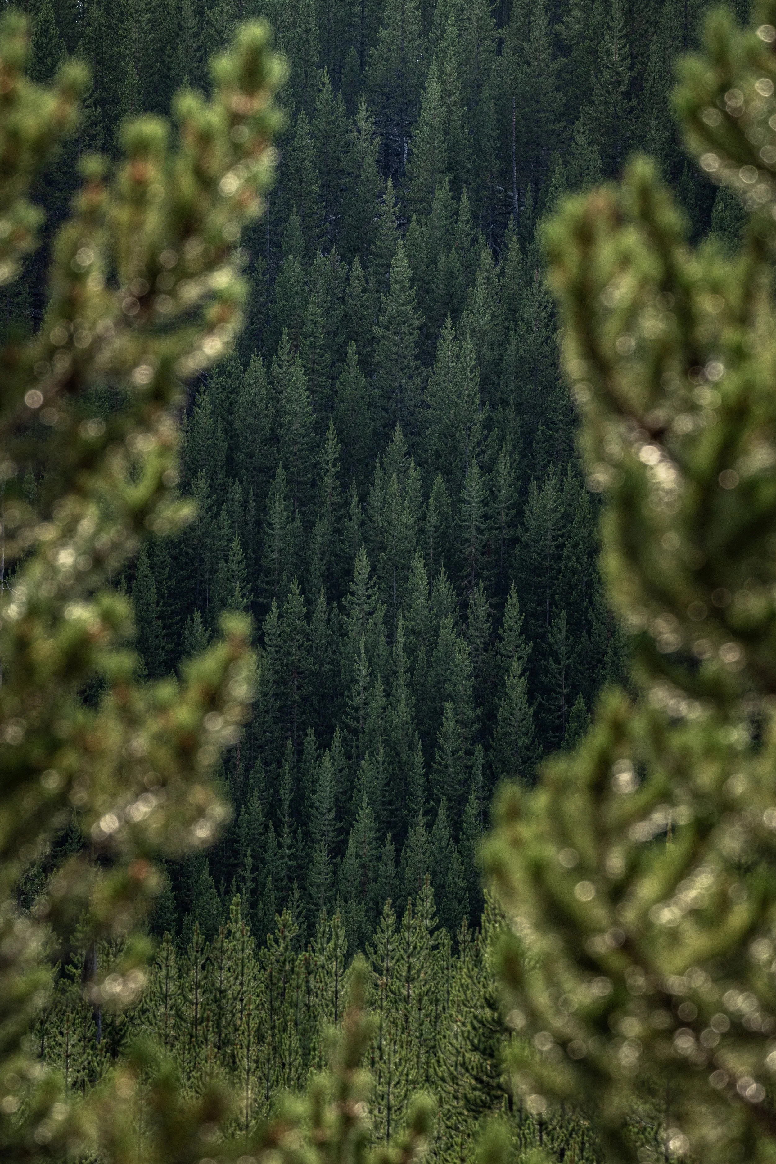 A view of a dense forest of tall green pine trees, with blurry pine branches in the foreground.