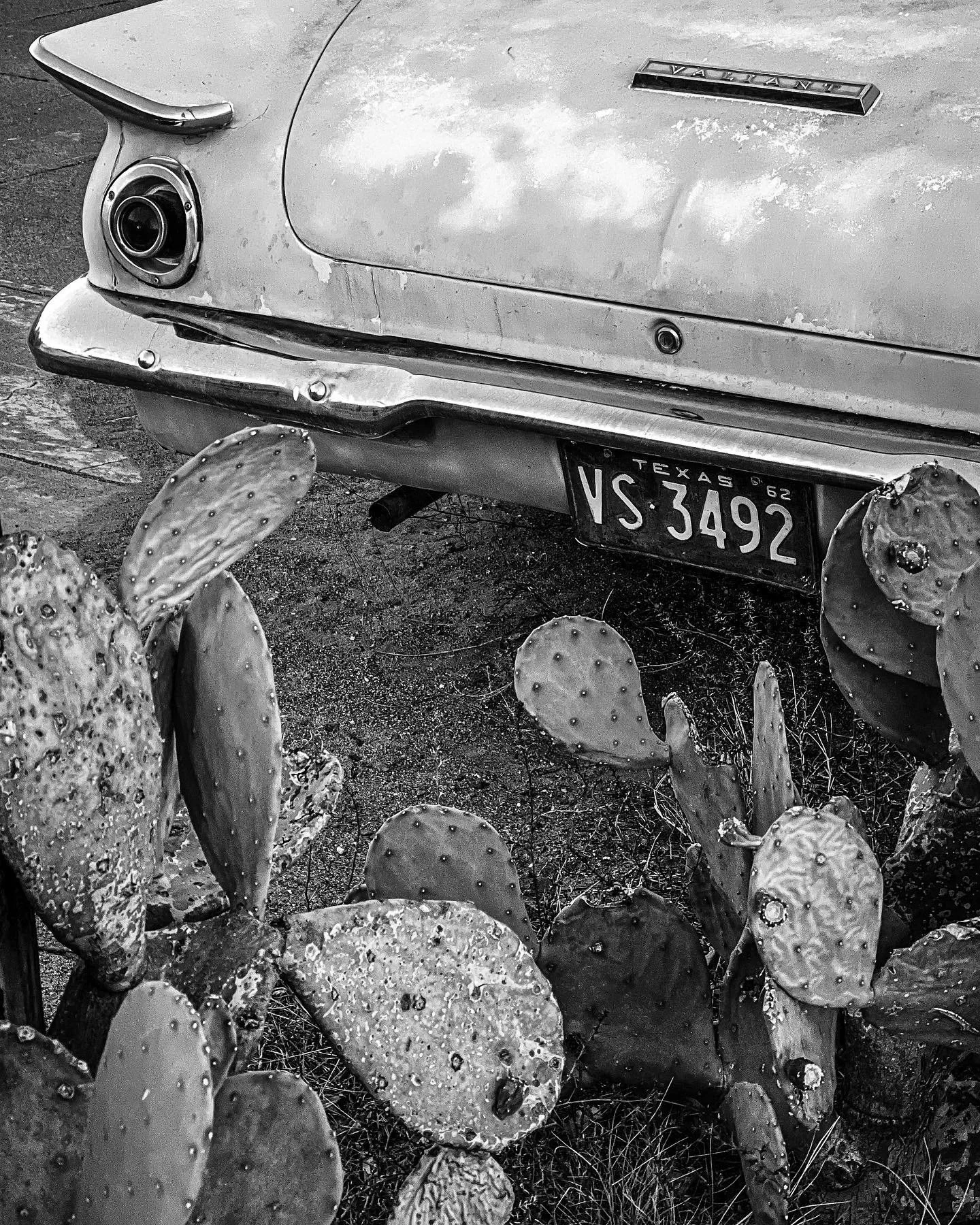 Black and white photo of the rear of a vintage car with a Texas license plate, surrounded by prickly pear cacti.