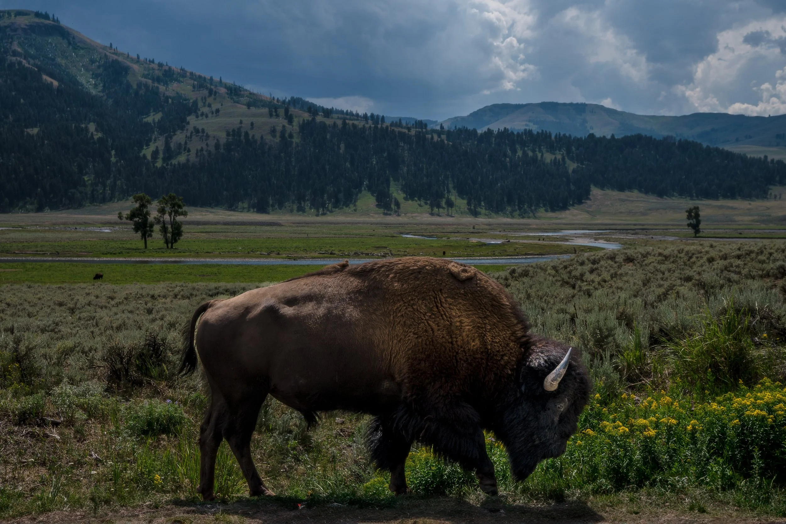 A bison grazing in a grassy area with mountains and trees in the background.