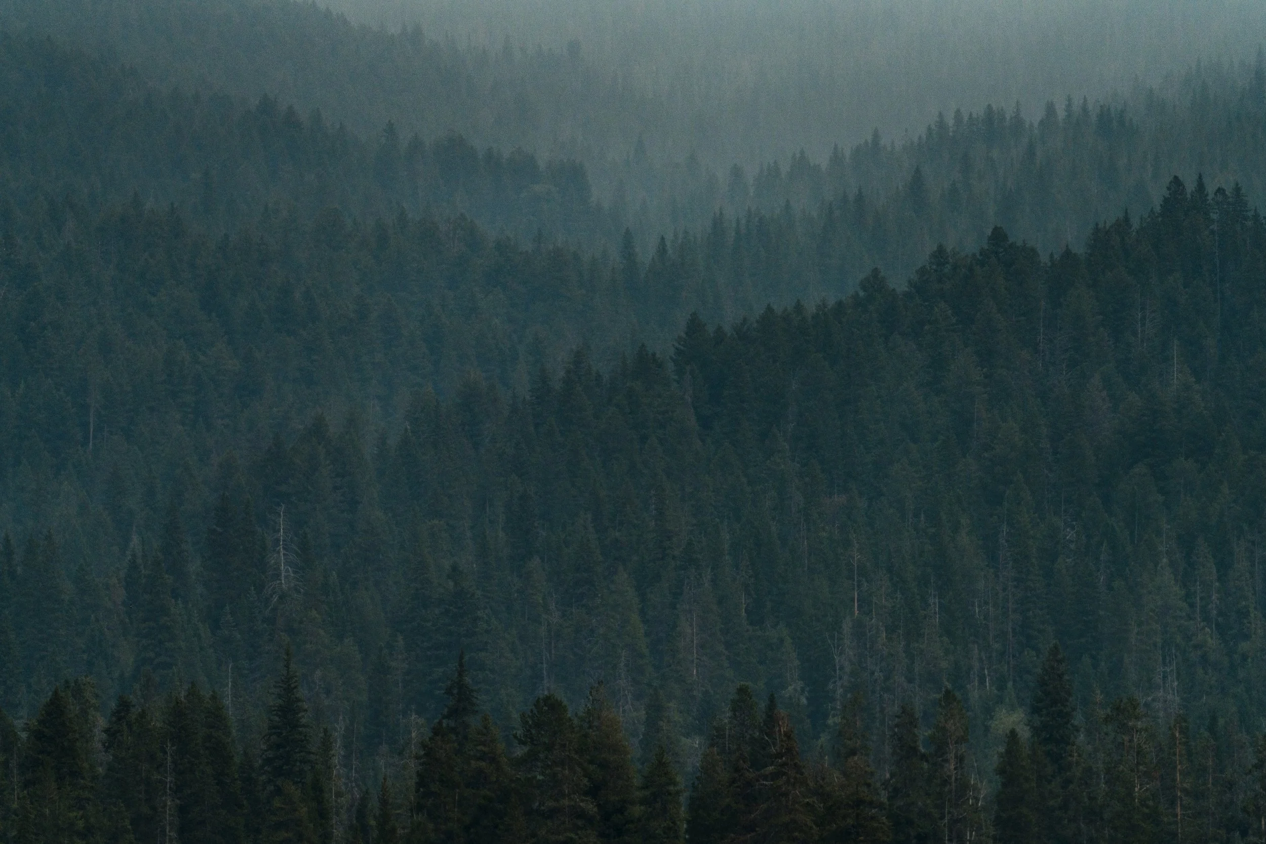 A dense forest of evergreen trees covering rolling hills under misty sky.