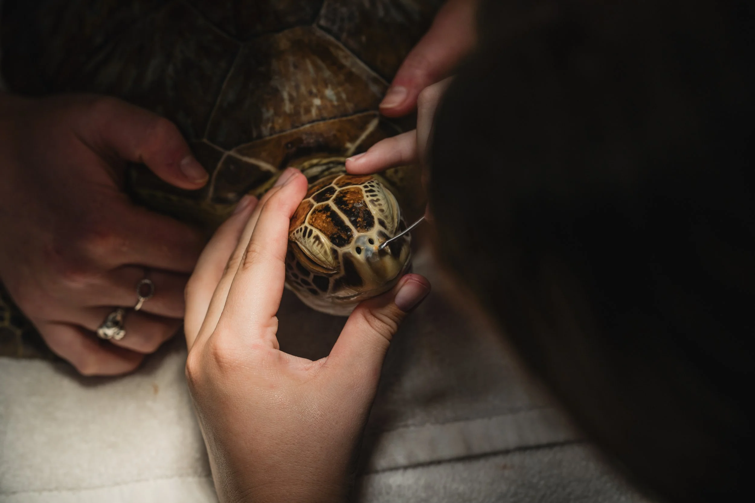 A person holding a small turtle while another person administers an injection with a needle into the turtle's head.