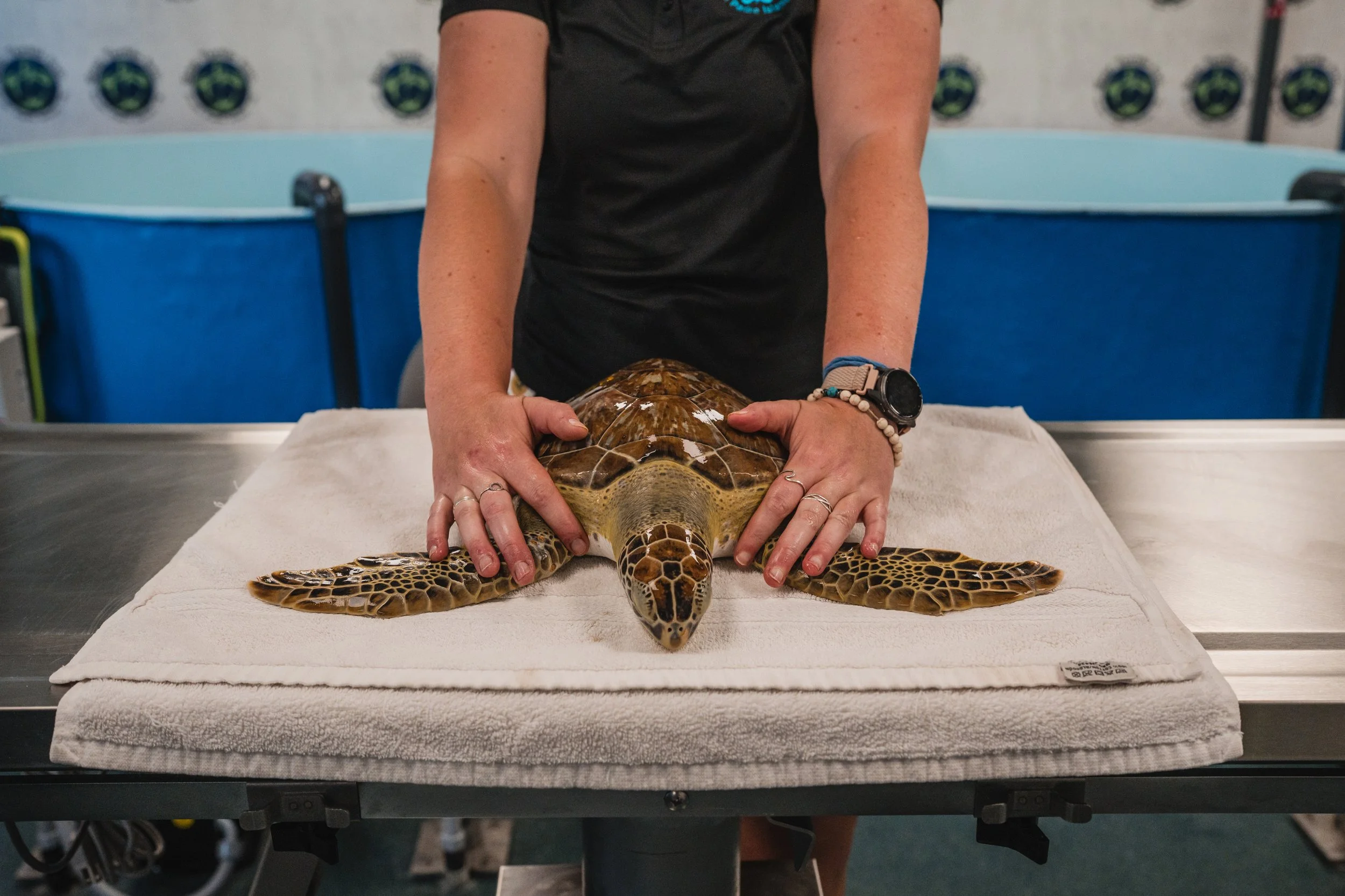 Person holding a baby sea turtle on a white towel in a laboratory or clinical setting.
