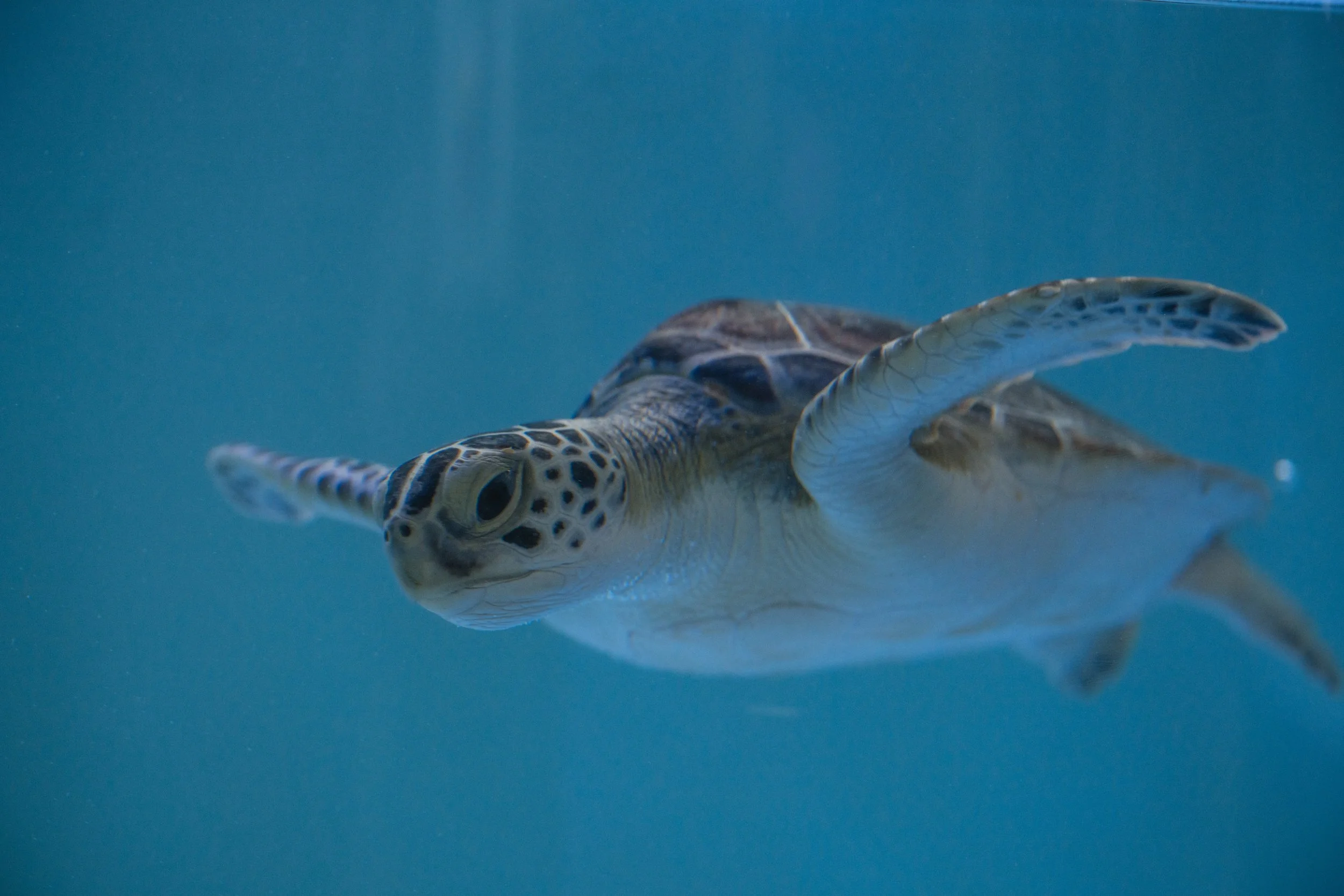 A young sea turtle swimming underwater, facing the camera with its front flippers extended.