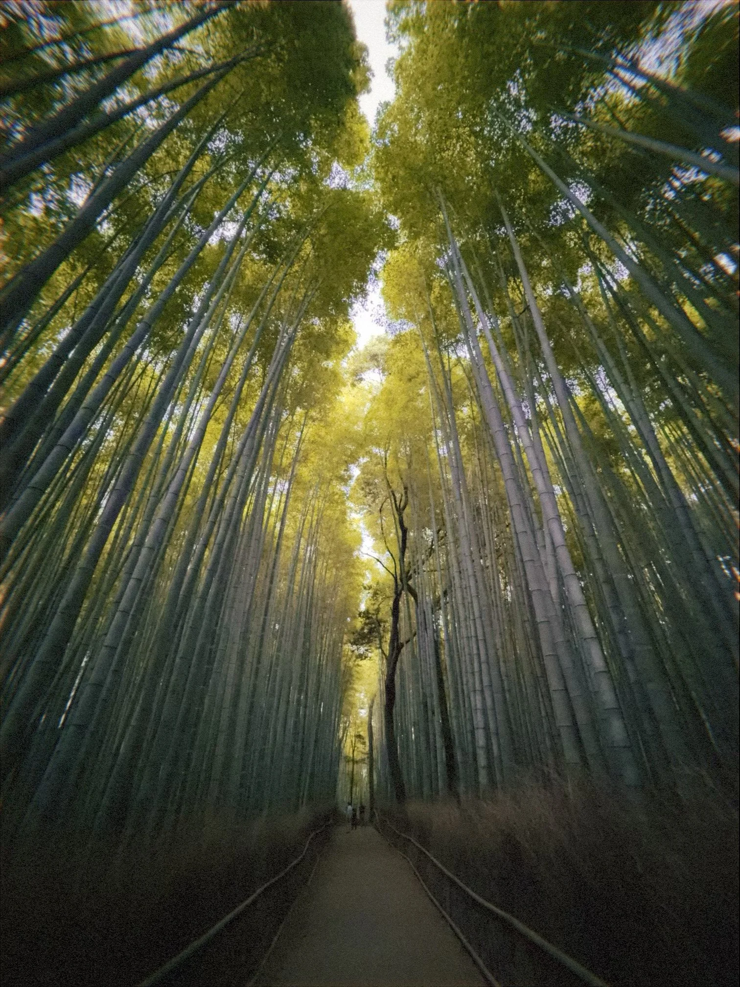 japanese bamboo forrest wide angle looking up from the pathway.jpg