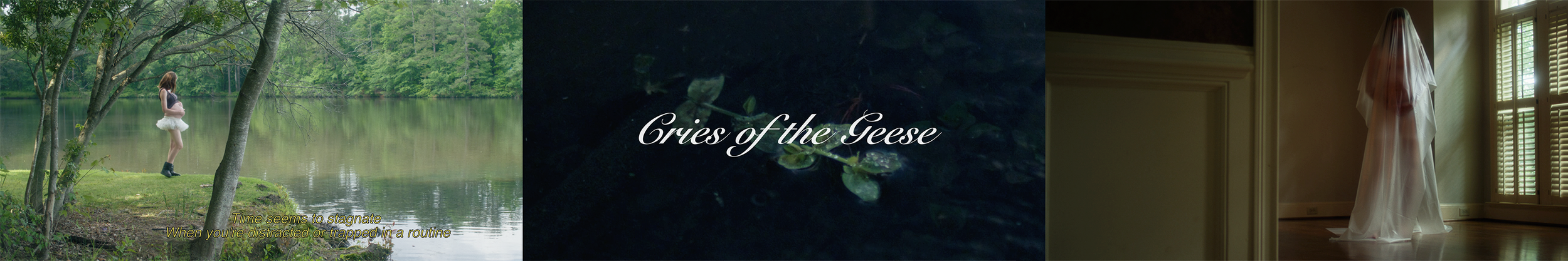 Still_Geese.png